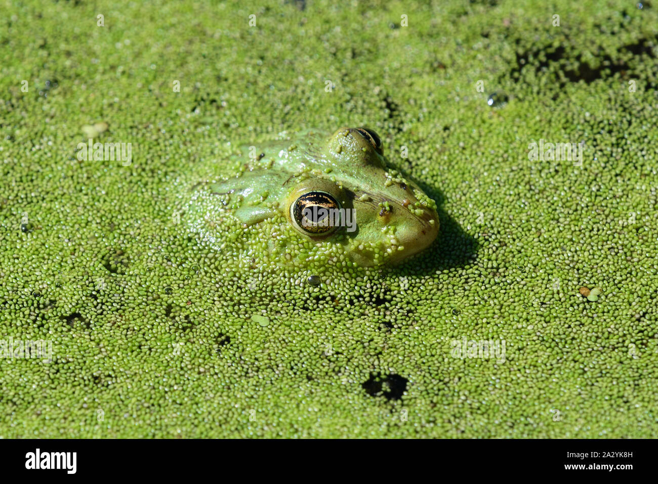 Pool Frog (Pelophylax lessonae) in Duckweed (Lemna minuta) covered pond Stock Photo