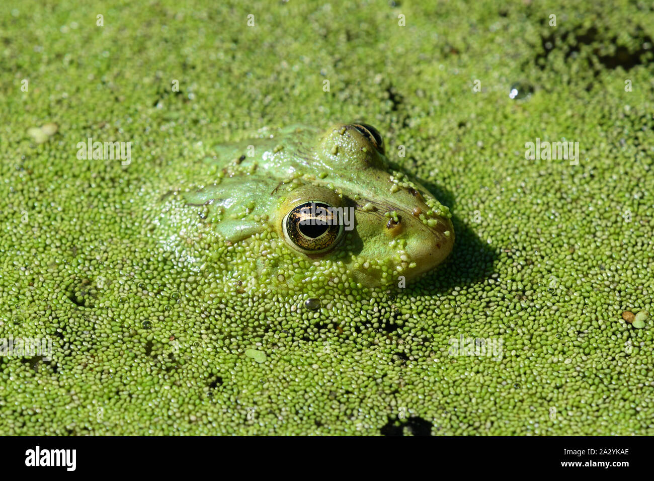 Pool Frog (Pelophylax lessonae) in Duckweed (Lemna minuta) covered pond Stock Photo