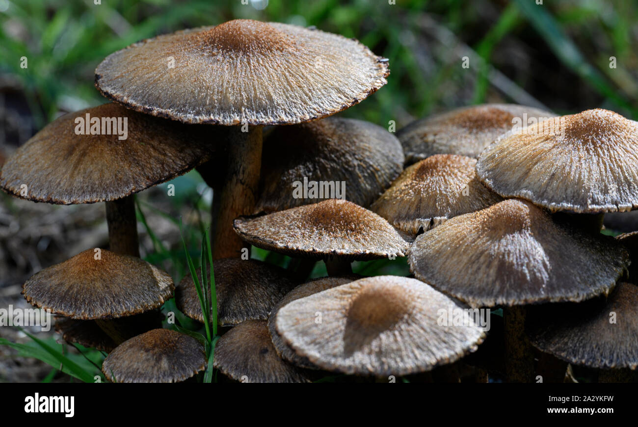 Bubous Fibrecap fungi (Inocybe napipes), group Stock Photo