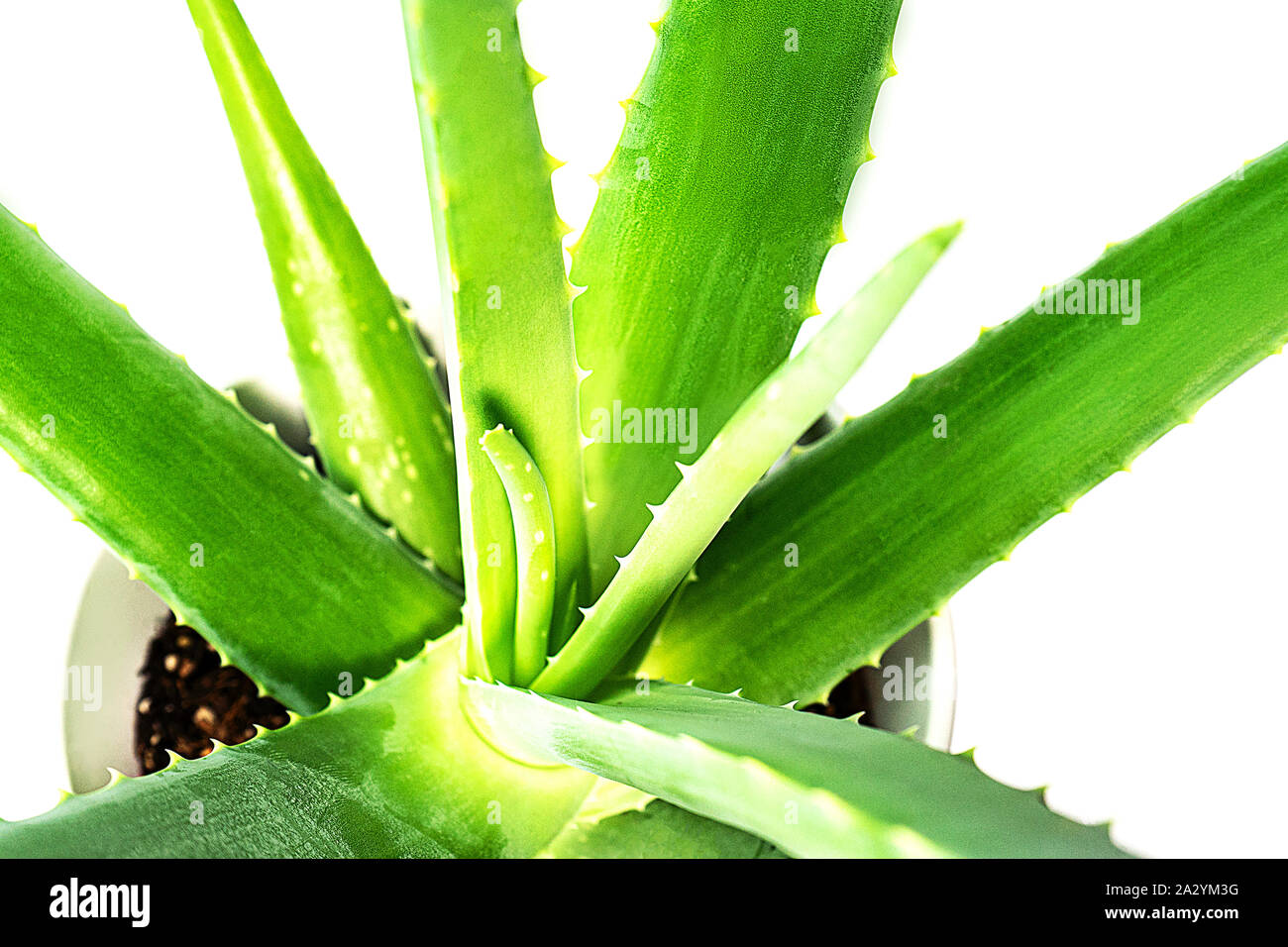 Aloe Vera leaf closeup on white background, isolated. Aloevera close-up for cosmetics, beauty, alternative medicine. Skin care moisturizing concept of Stock Photo