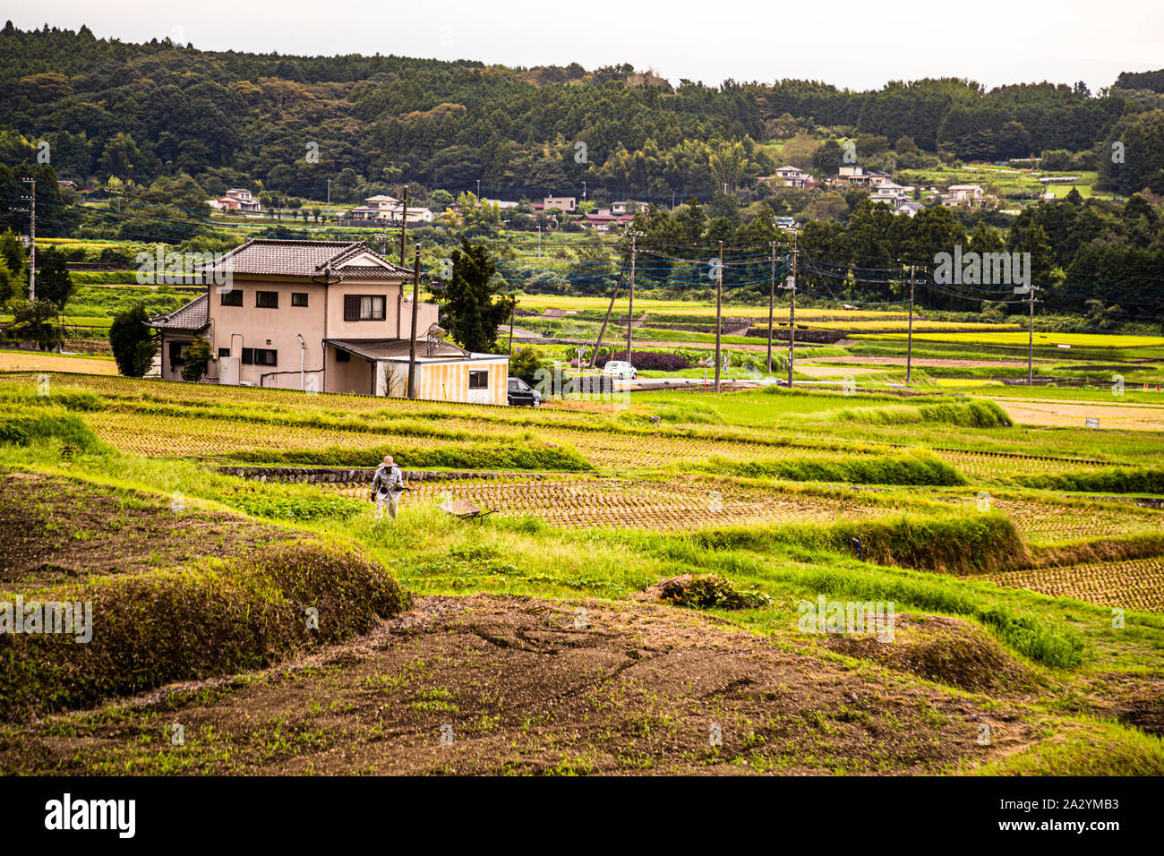 Japanese Rice Paddies Stock Photo