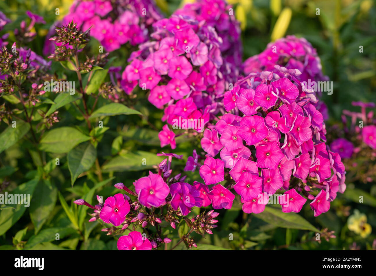 Purple Flame Flowers Of Phlox Paniculata Garden Pink Phlox Flower Perennial Phlox Close Up Stock Photo Alamy