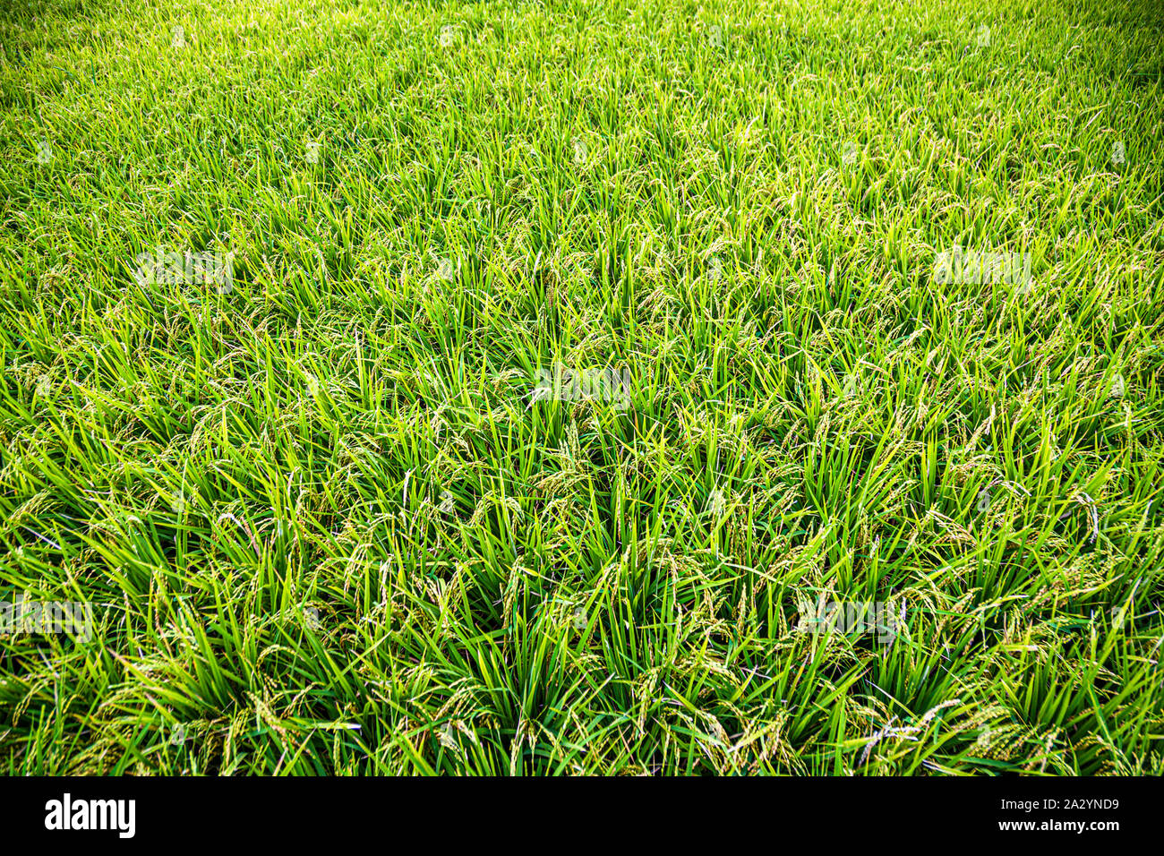 Japanese Rice Paddies Stock Photo