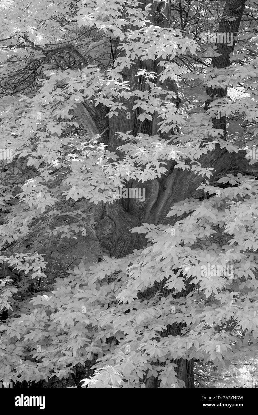 Beautiful infra red landscape image of forest in English countryside in Summer with false color processing Stock Photo