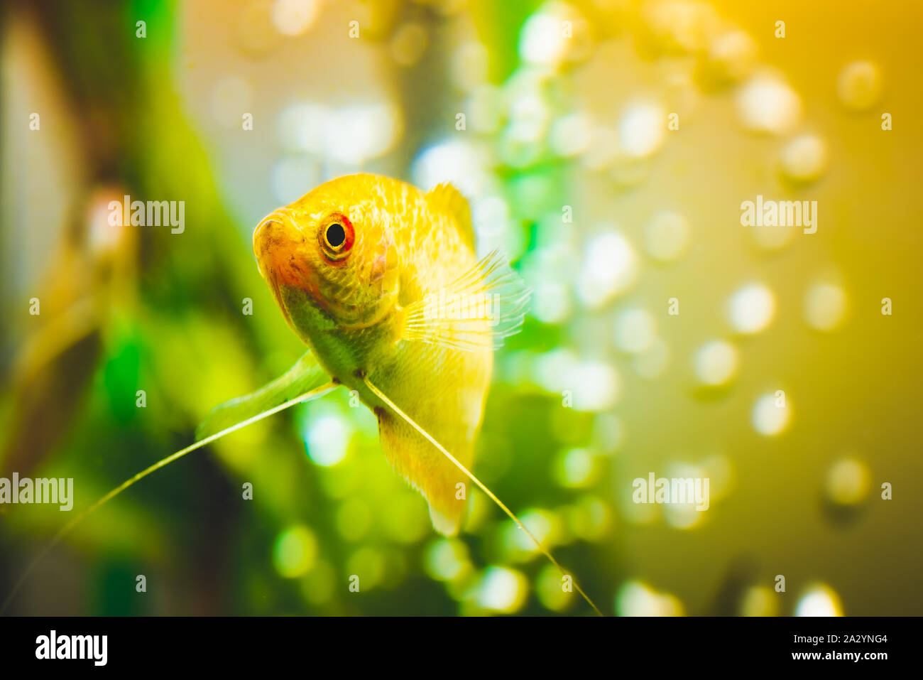 Aquarium Fish Golden gourami Trichogaster trichopterus Gold Stock Photo