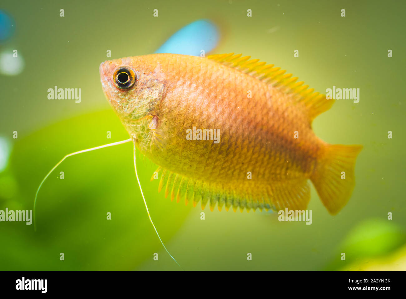 Honey gourami Trichogaster chuna tropical aquarium fish in fish tank Stock Photo