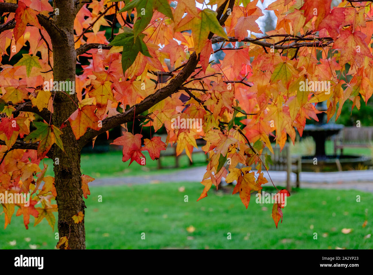 Maple Tree with bright red, orange & yellow leaves in Autumn with bench ...