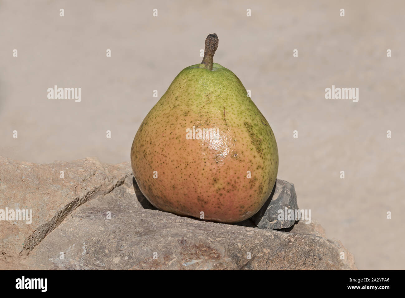still life of one overly ripe comice pear sitting on a rock with a blurred beige sand background Stock Photo