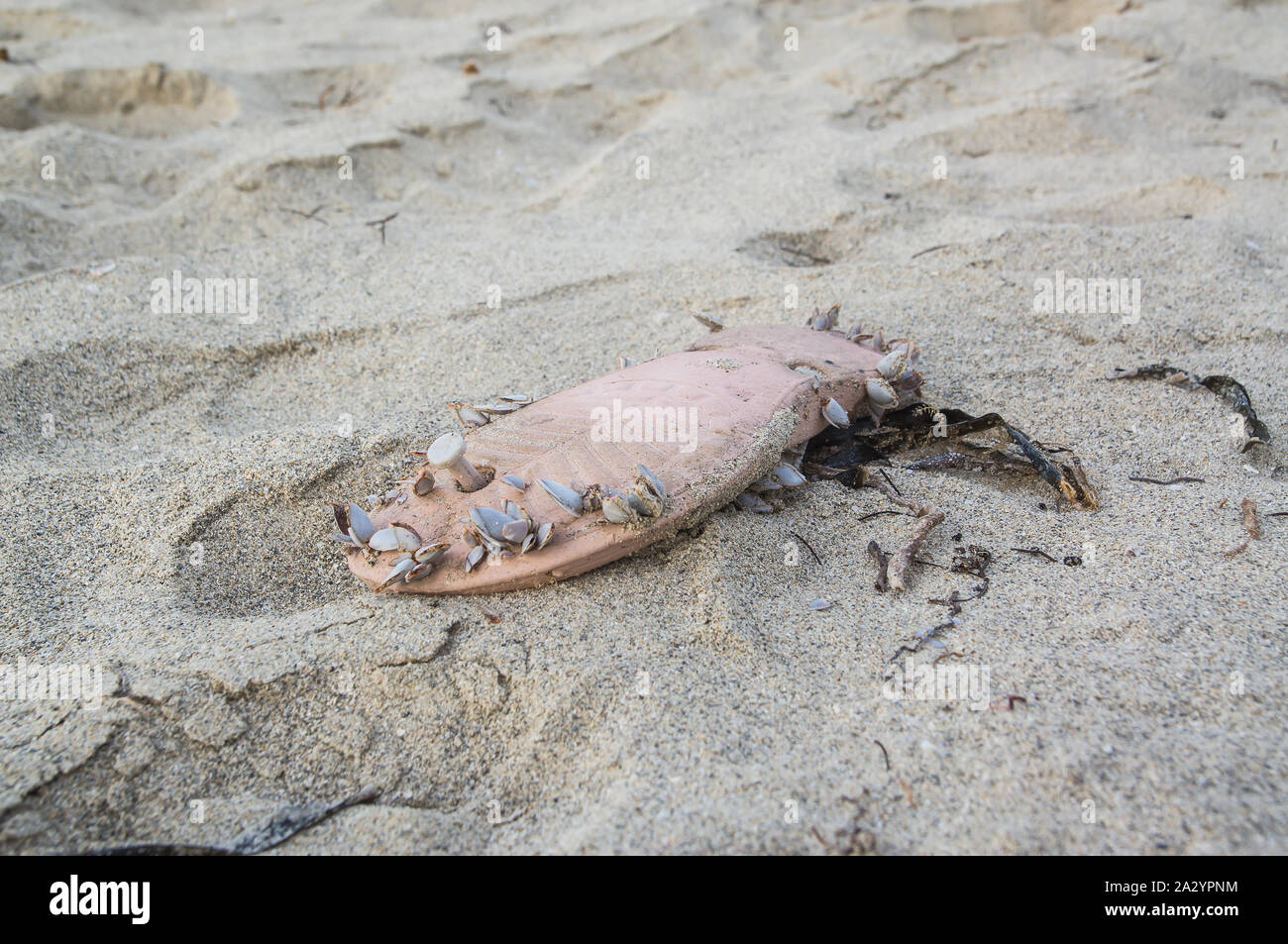 A mussel-covered flip-flop is on the beach. Flotsam on Cuba Stock Photo