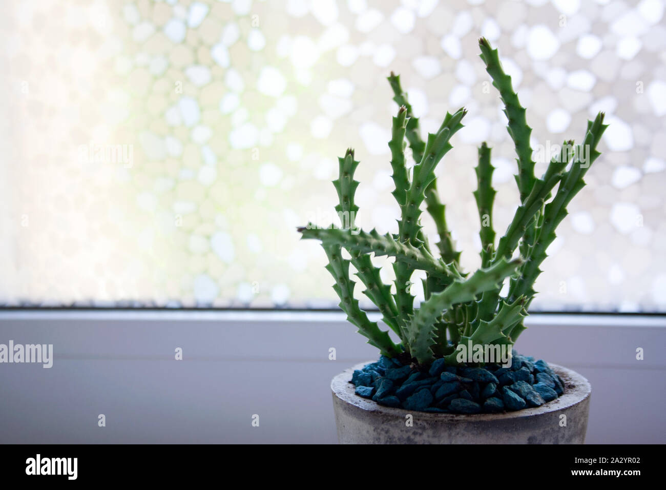 Huernia succulent plant in concrete pot with blue stones near window Stock Photo