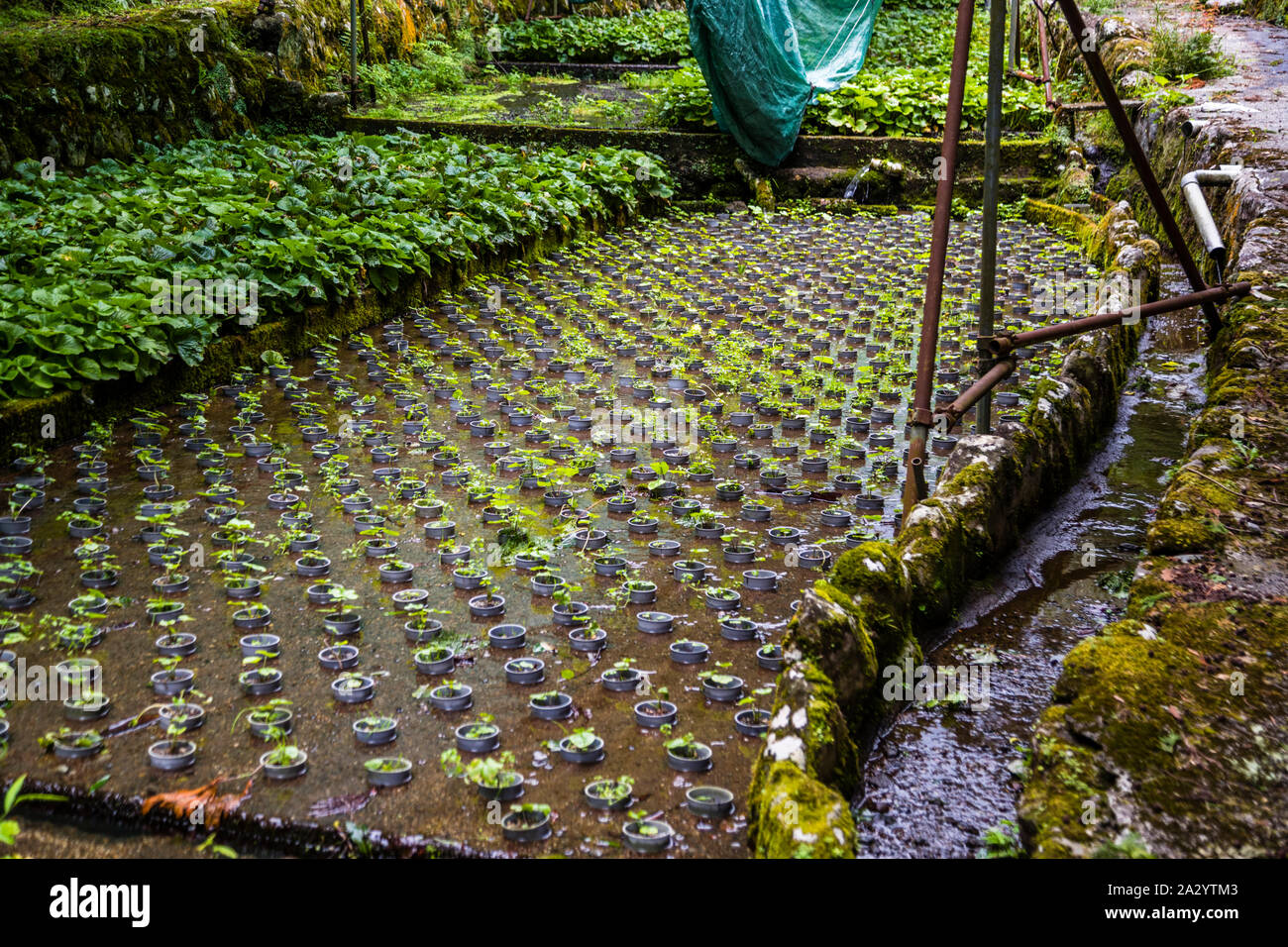 Wasabipflanzen in verschiedenen Wachstumsstadien auf terrassenformig angelegten Feldern. Wasabizucht ist eine aufwändige und mühsame Arbeit. Die Wasabibauern auf Izu haben Probleme mit dem Nachwuchs. Ihre KInder wollen diese mühevolle Arbeit nicht gerne übernehmen Stock Photo