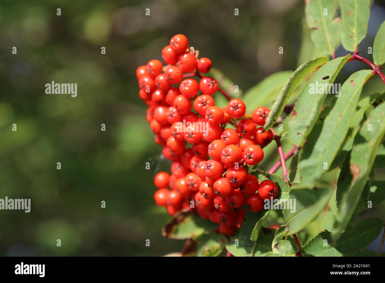 Cluster of mountain ash red berries in autumn Stock Photo