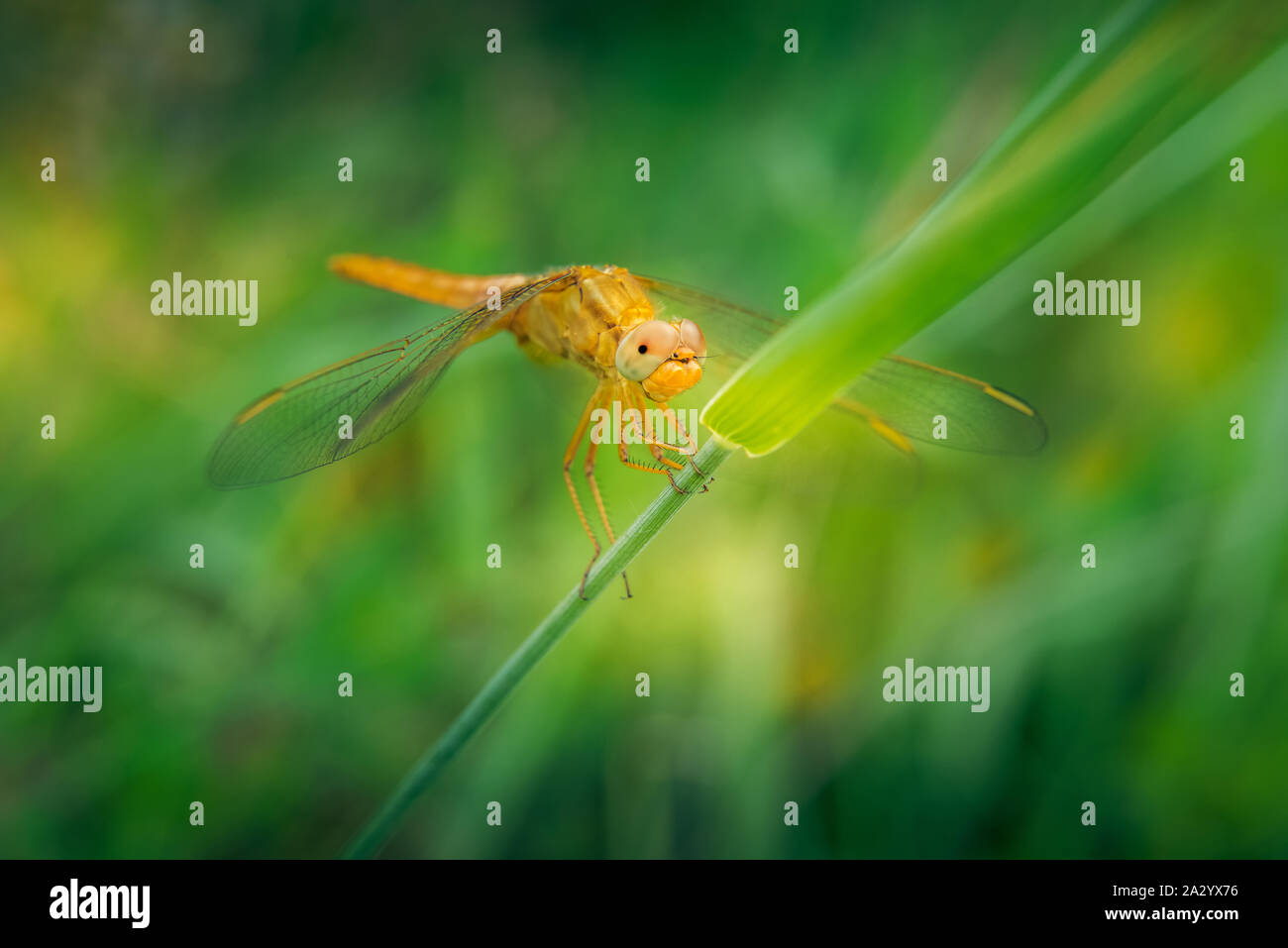 One large golden yellow dragonfly resting on green grass. Sympetrum ...