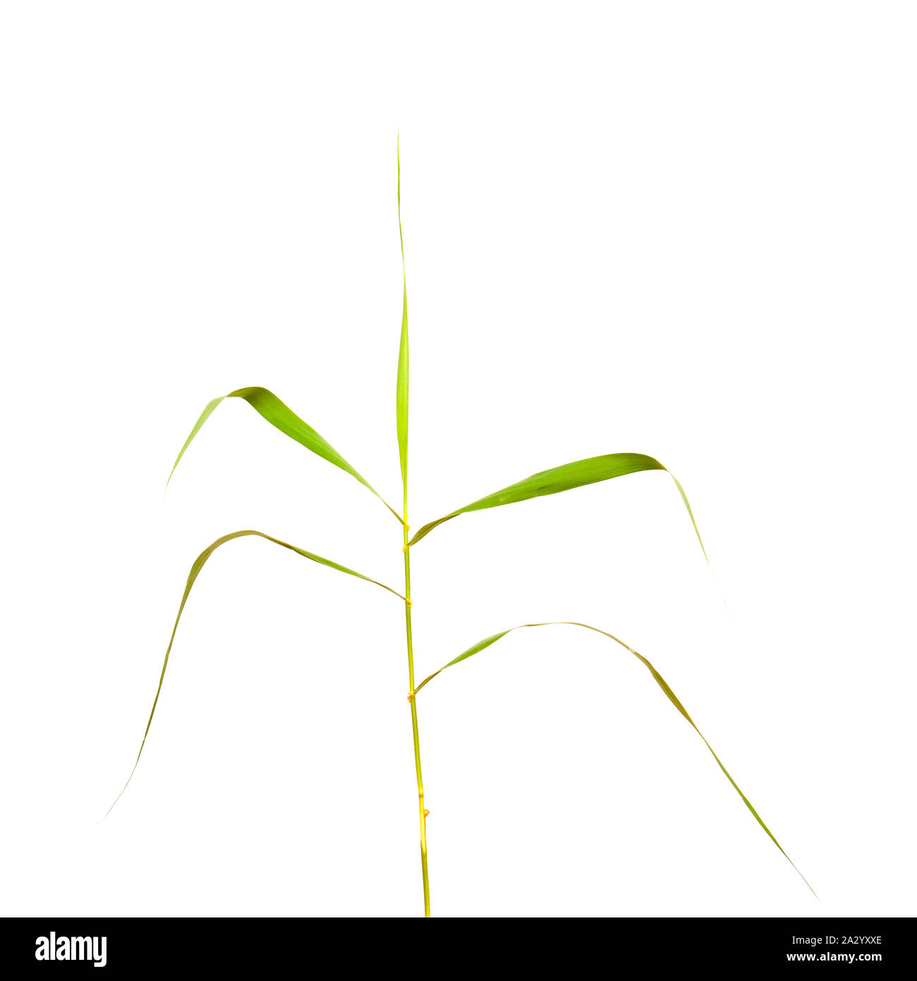 Flora of Gran Canaria - Arundo donax, giant reed isolated on white background Stock Photo