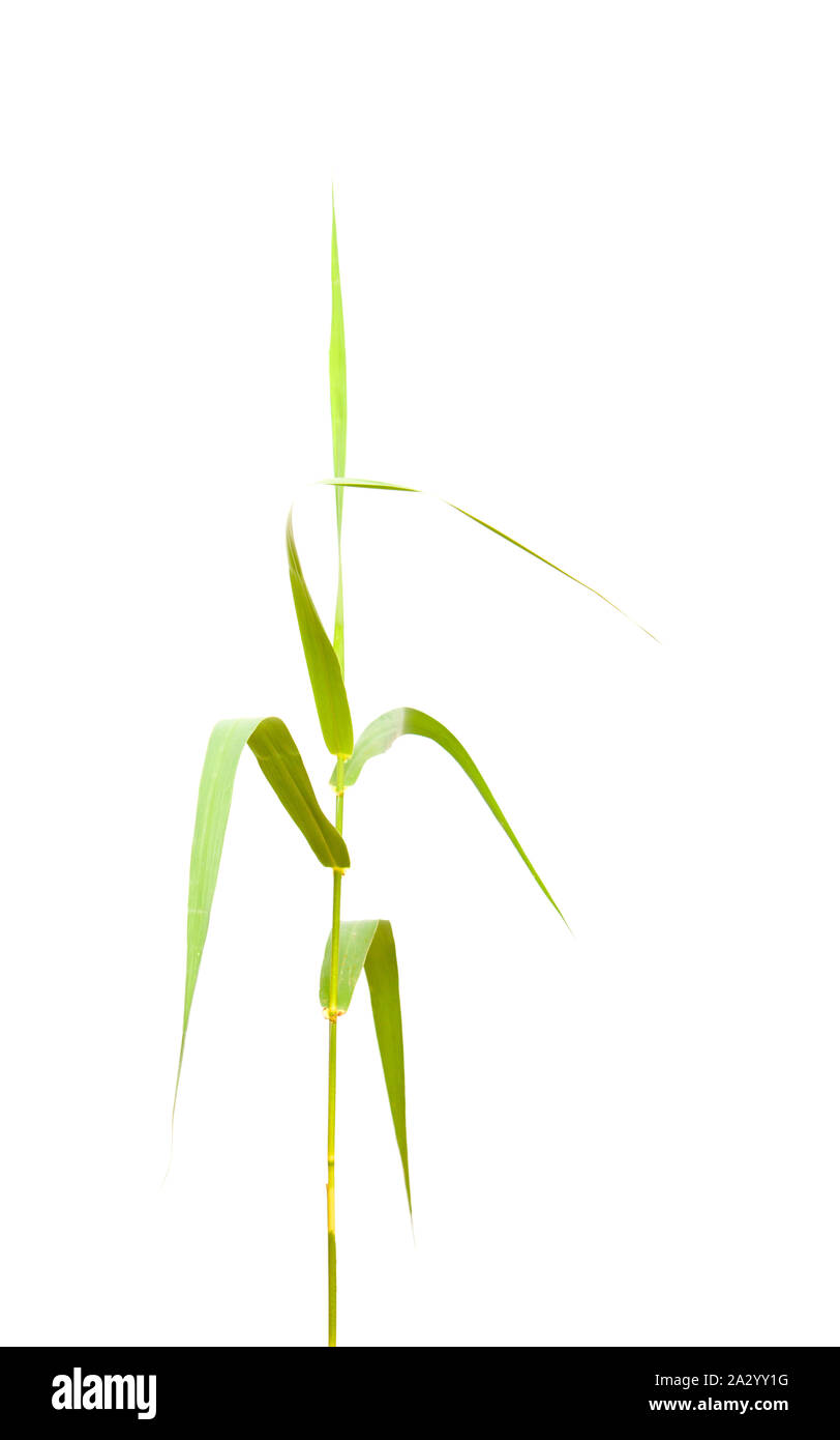 Flora of Gran Canaria - Arundo donax, giant reed isolated on white background Stock Photo