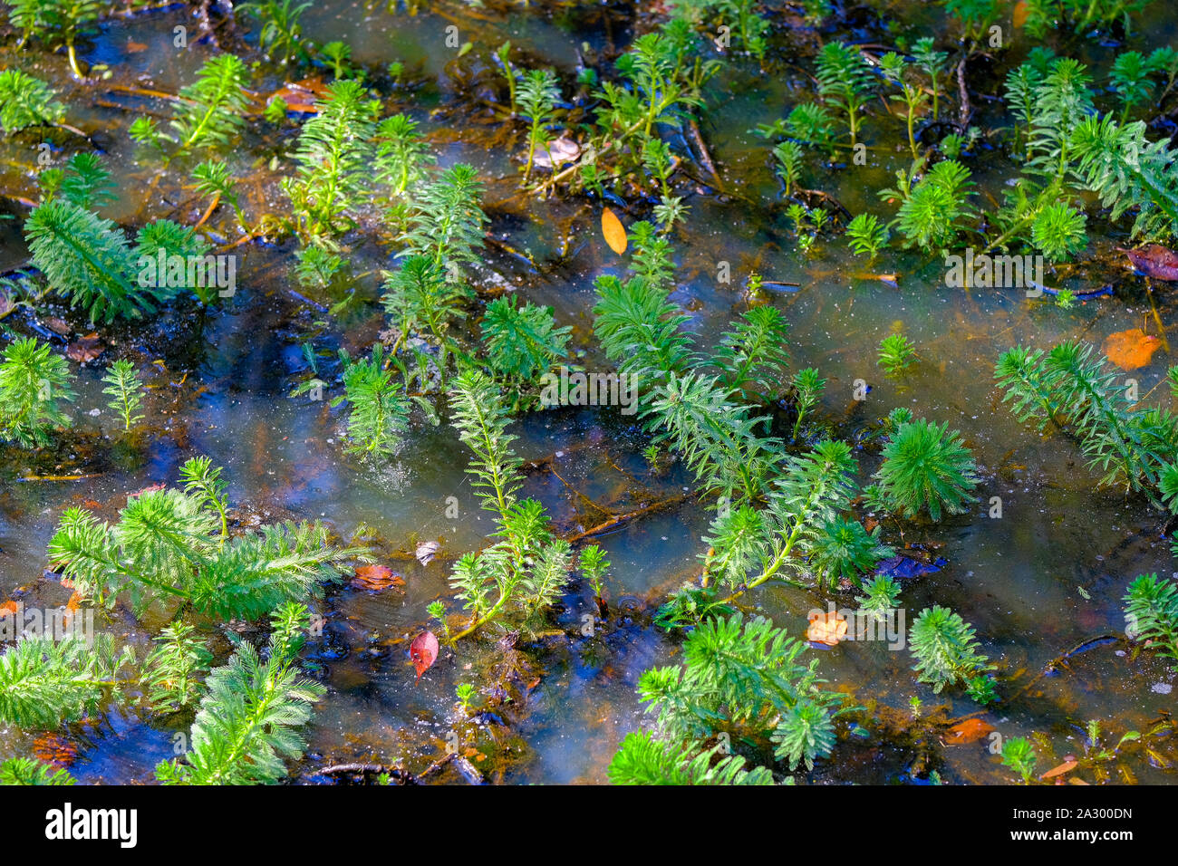 Green Growth in Marsh Stock Photo Alamy