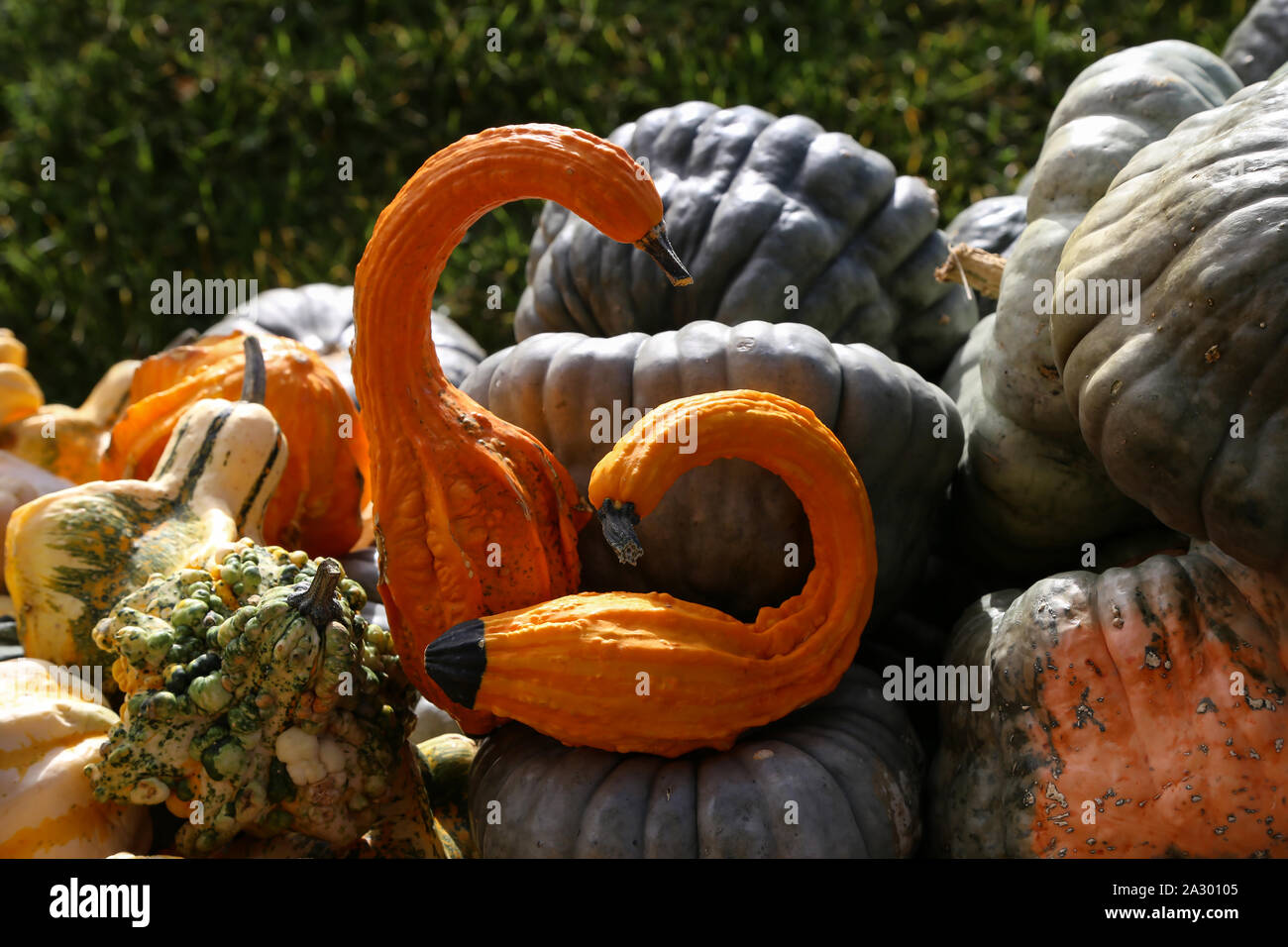 Orange decorative pumpkin in the form of a bird Stock Photo - Alamy