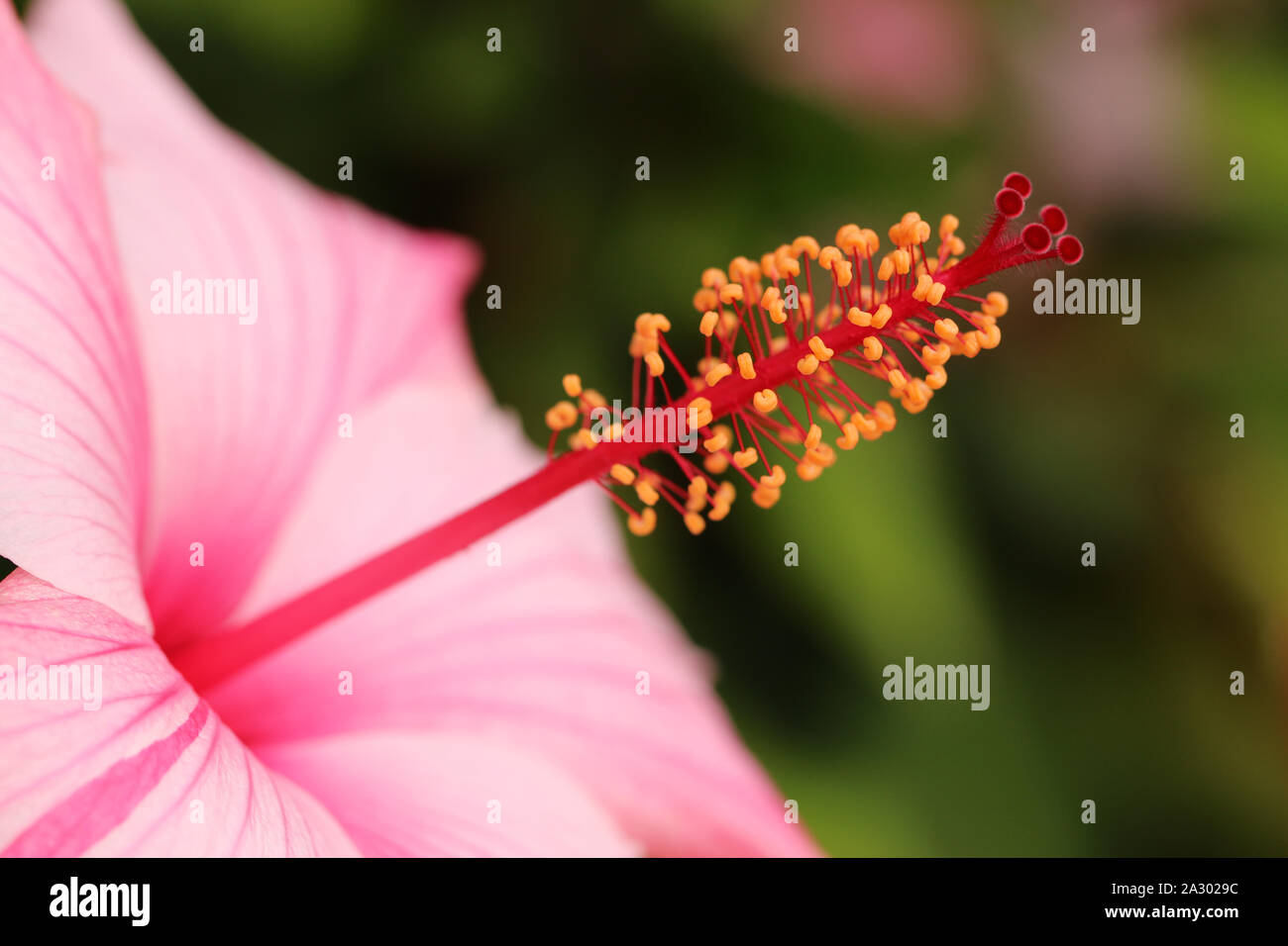Hibiscus flower in bloom Stock Photo