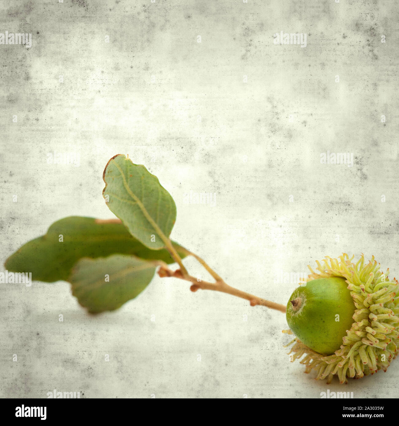 textured stylish old paper background, square, with green acorn of cork