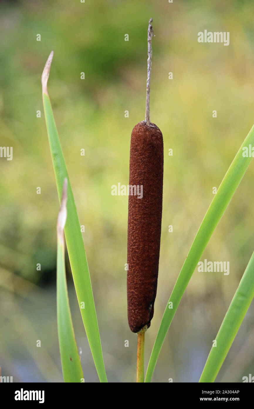 Greater reed mace or bulrush, Typha latifolia, seed head with a background of blurred leaves. Stock Photo