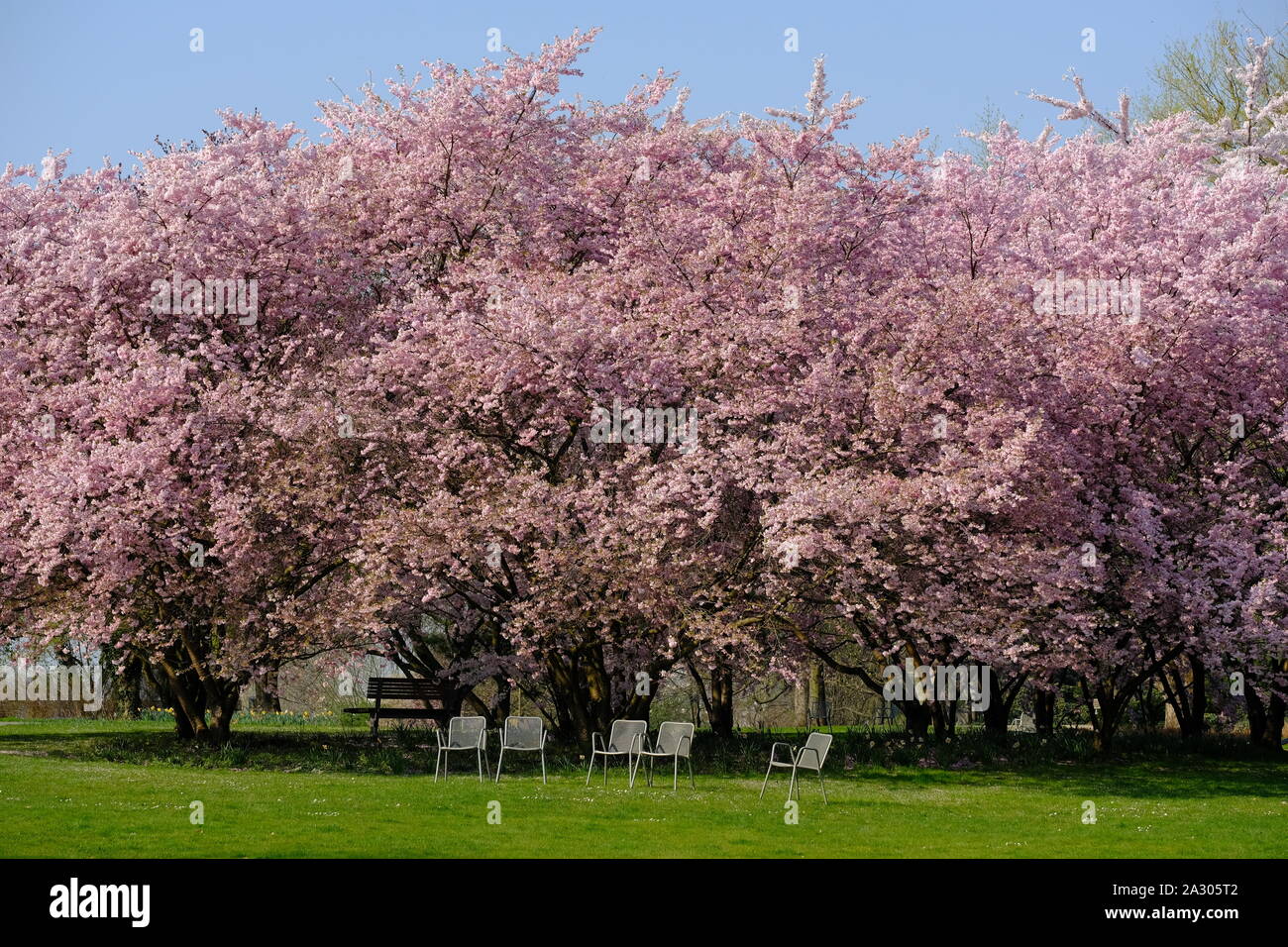 Germany Berlin Gardens Of The World Spring Blossoms Pink Cherry Trees At Marzahn Park Stock Photo Alamy