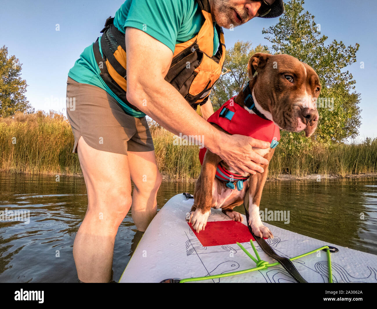 paddling inflatable stand up paddleboard with a pitbull dog on lake in  Colorado, POV from an action camera Stock Photo - Alamy