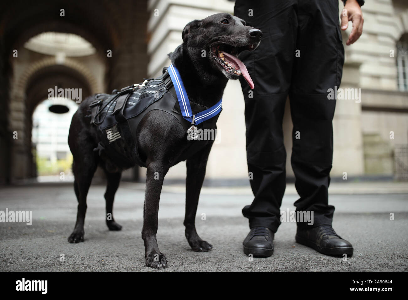 Belgian malinois cheap service dog