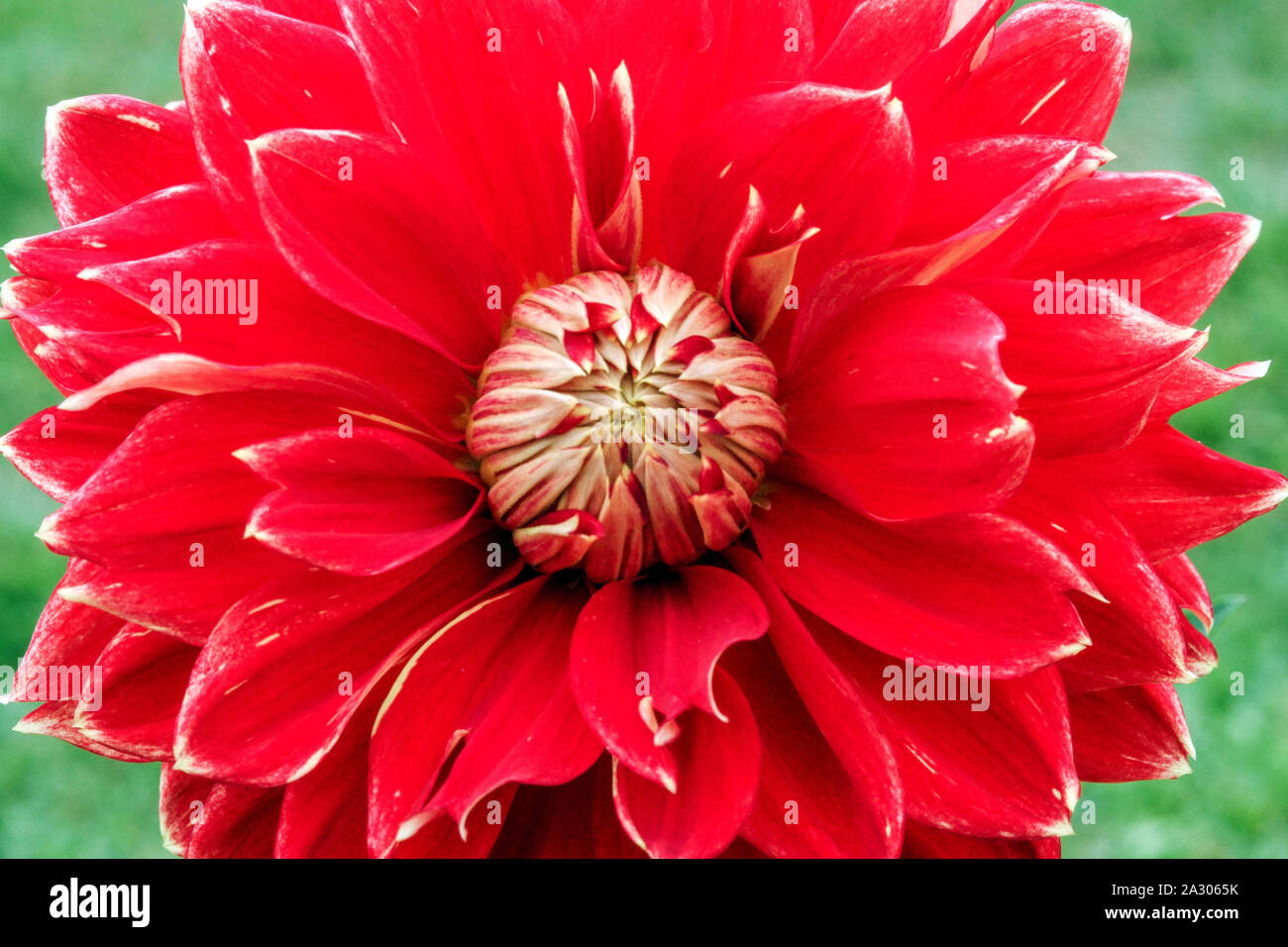 Red Dahlia close up flower Dahlia flower 'Dutch Carneval' Stock Photo