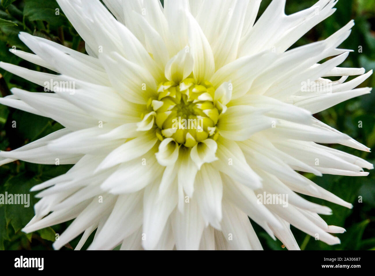 White Dahlia cactus close up flower White Dahlias 'My Love' White Dahlias Stock Photo