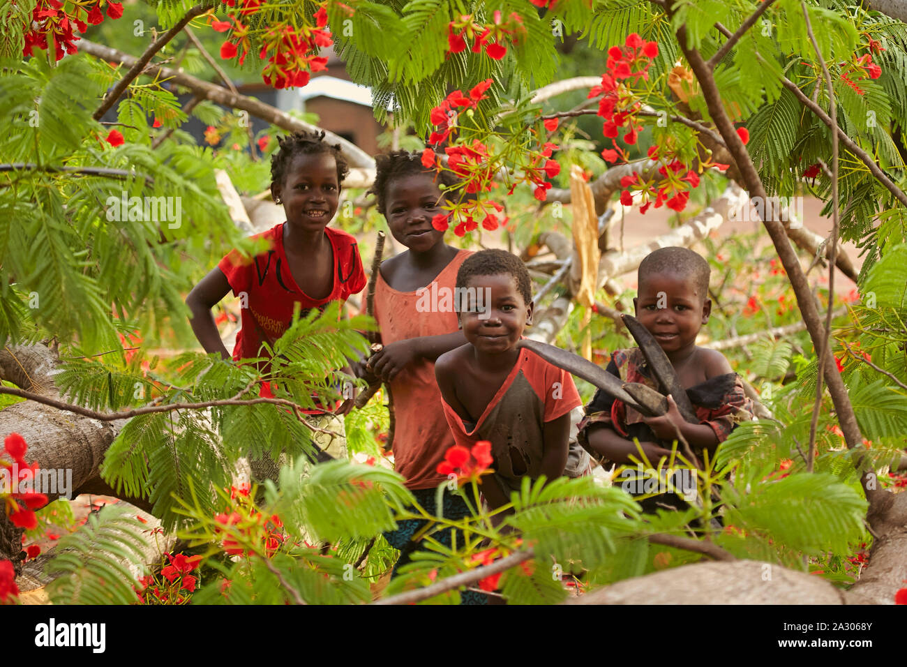 Central African Republic Car Bosangoa Children playing with a tree with flowers  Photo Jaco Klamer 24-05-2014 Stock Photo