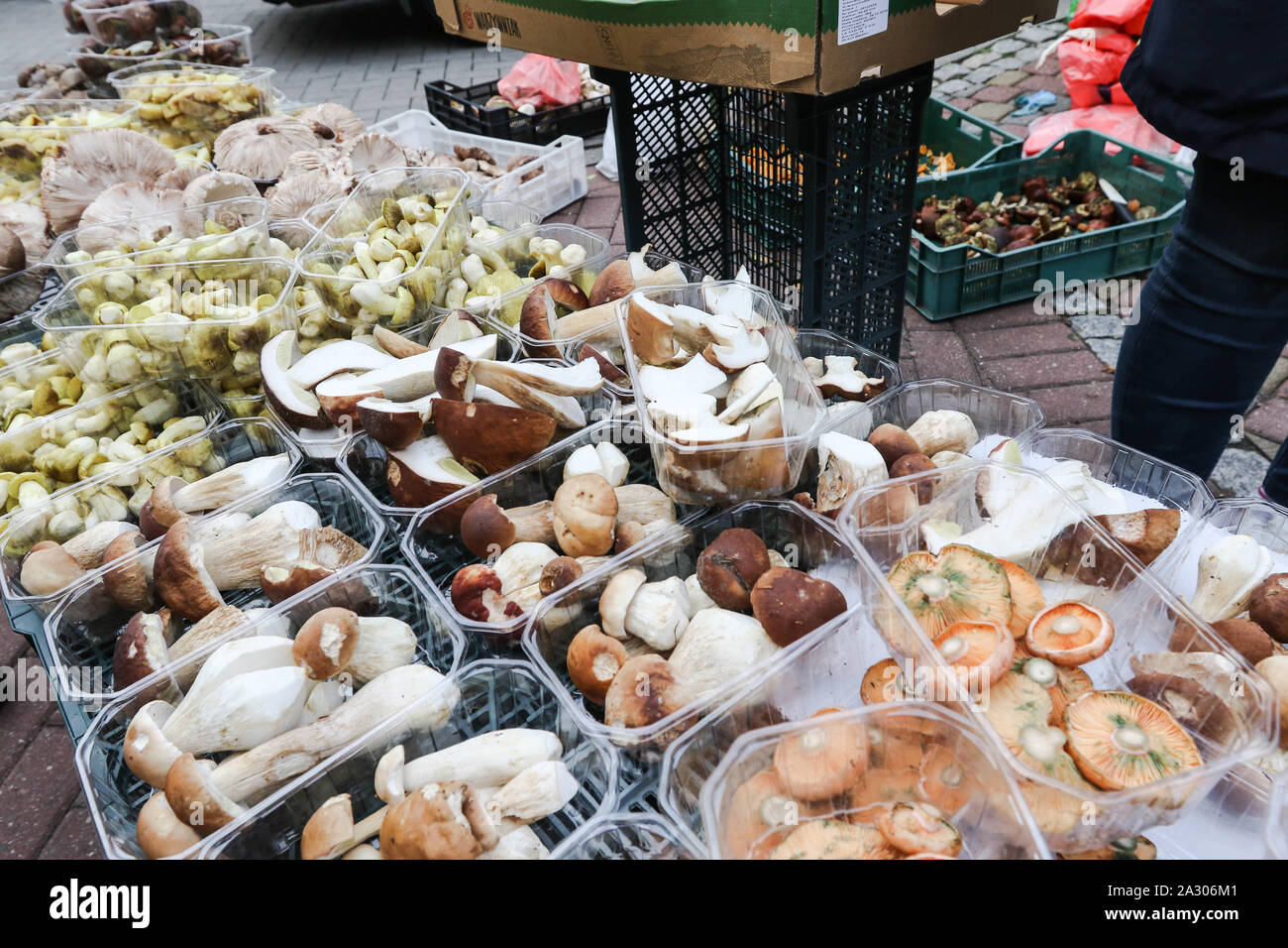 Sopot, Poland. 4th, October 2019 Mushrooms seller with penny buns (Boletus edulis), parasol mushrooms (Macrolepiota procera), bay boletes (Imleria badia) and other is seen on Green Market in Sopot, Poland on 4 October 2019 In recent days, Polish forests have been swarming with mushroom pickers. The favorable weather caused favorable conditions for the growth of a large number of edible mushrooms  © Vadim Pacajev / Alamy Live News Stock Photo