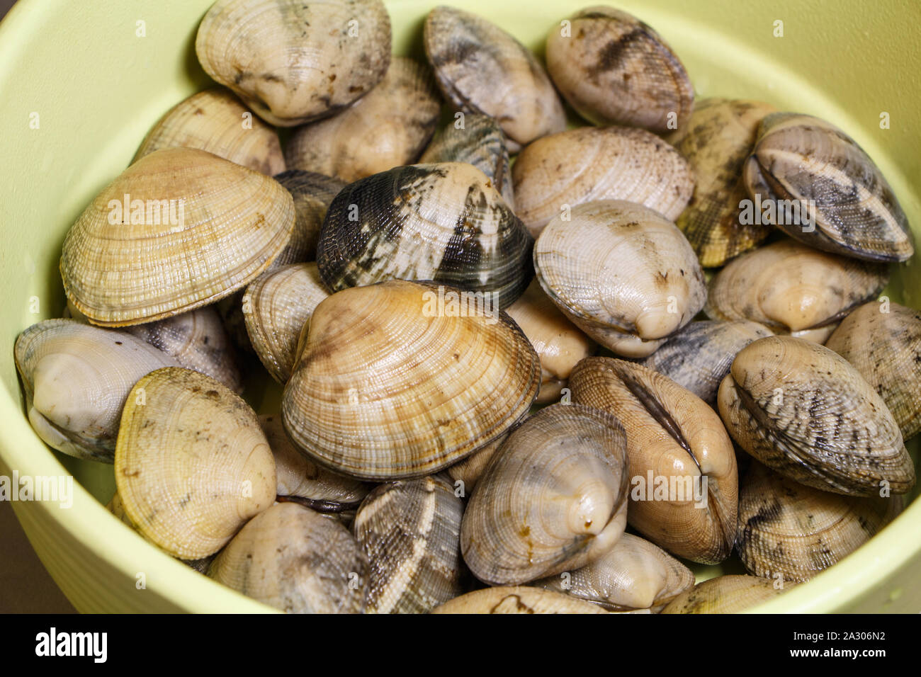 Clams fishing in Brittany in a bowl Stock Photo Alamy