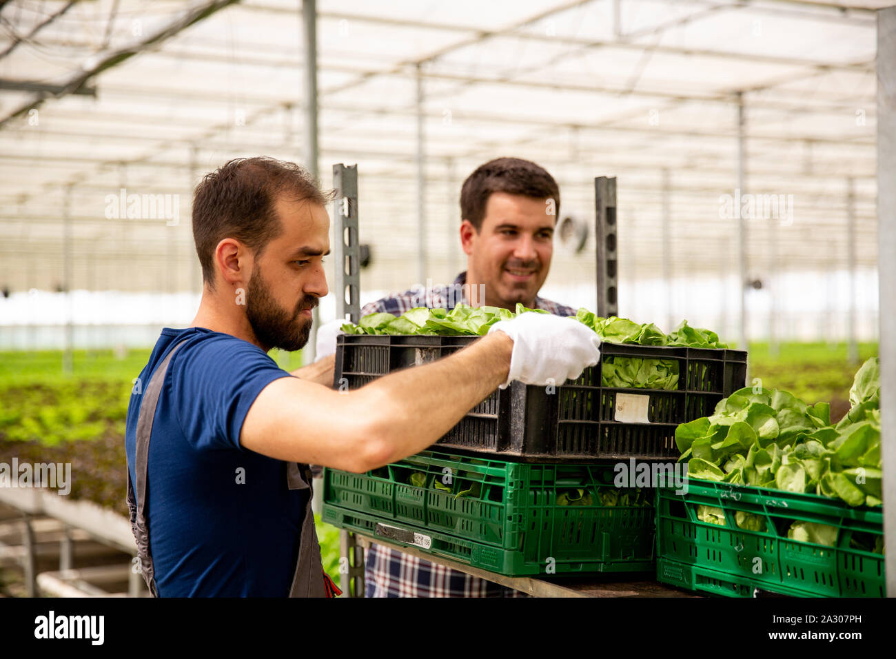 Two greenhouse workers carry boxes hi-res stock photography and images ...