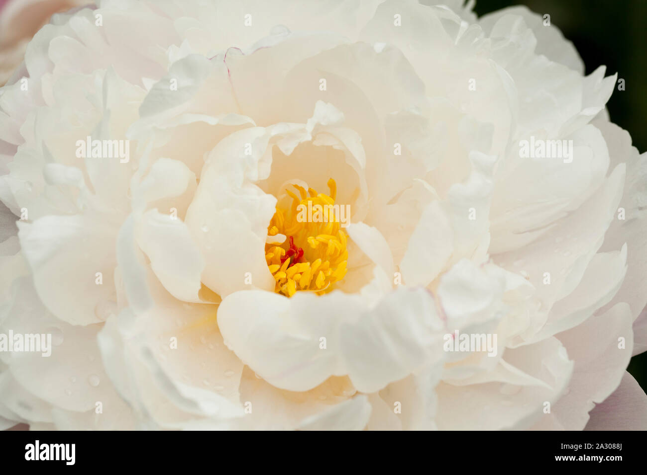 A white rose flower in full bloom with a yellow centre Stock Photo