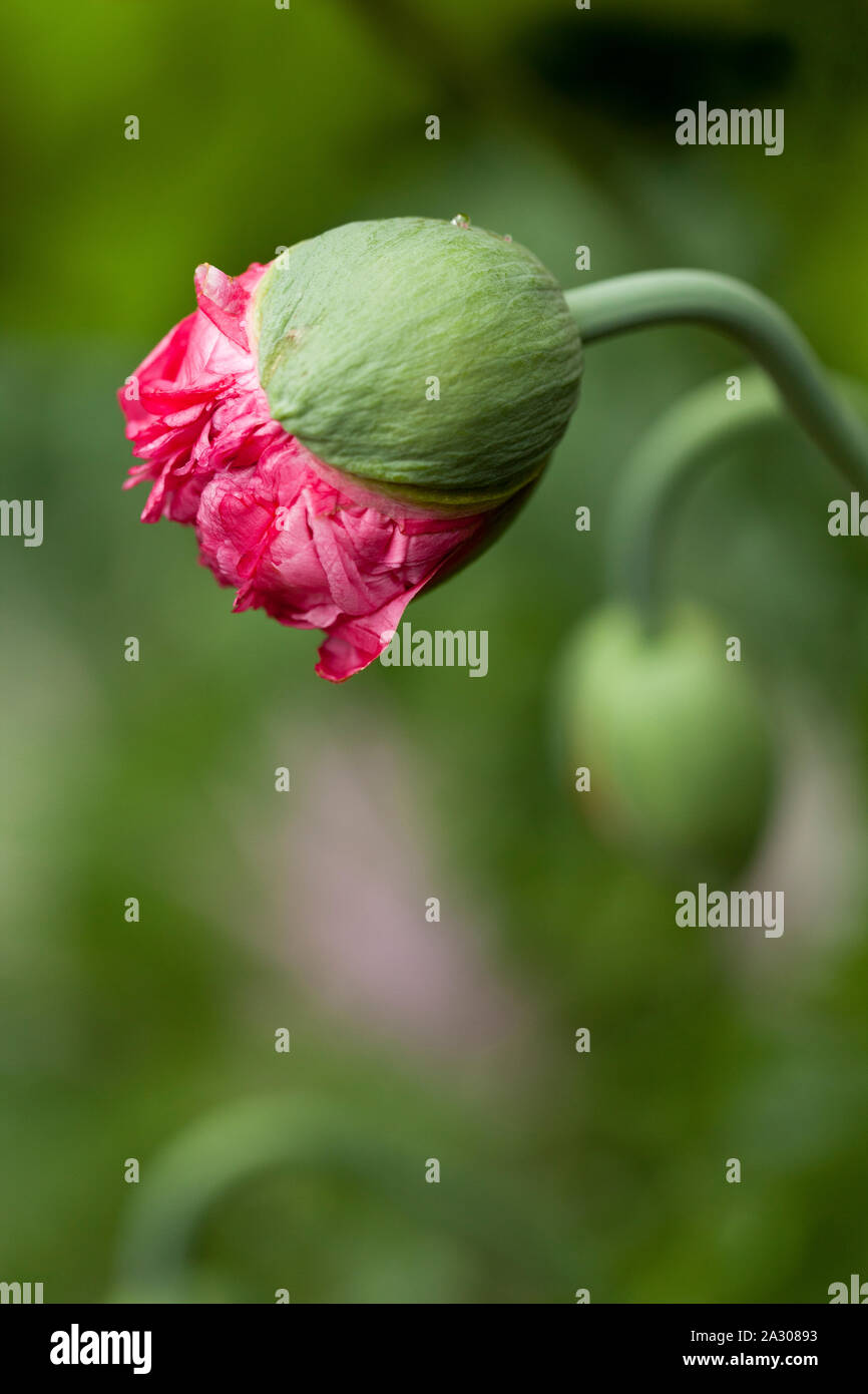 A pink Poppy flower blooming from its bud in a garden Stock Photo