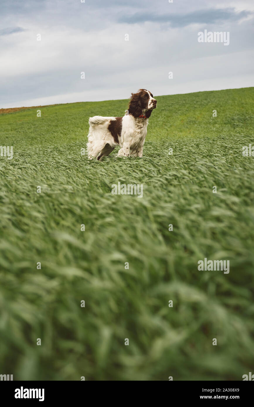 English Springer Spaniel dog in the green crop Stock Photo - Alamy