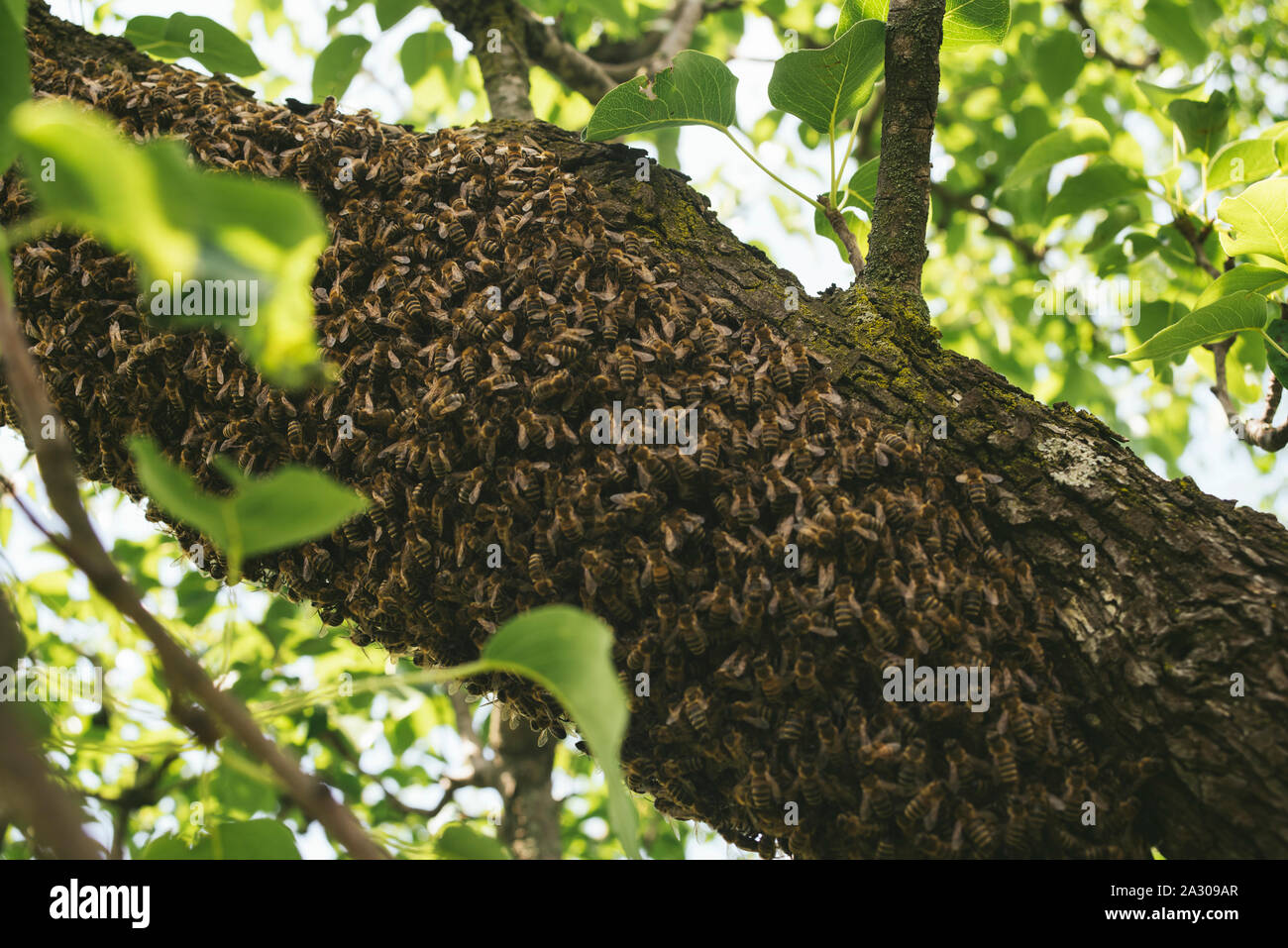Swarm of European honey bees on a tree Stock Photo