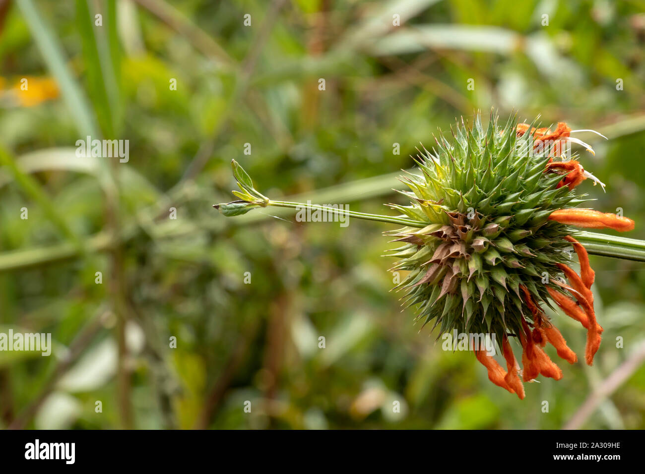 Orange red spiky flowers hires stock photography and images Alamy