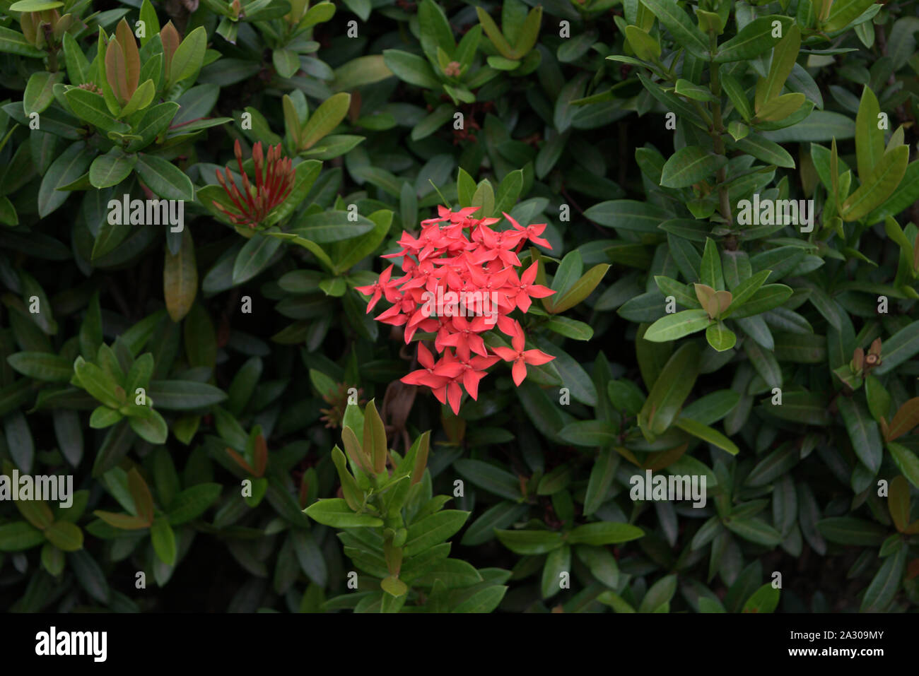 Blossom of pink flowers on a bush Stock Photo