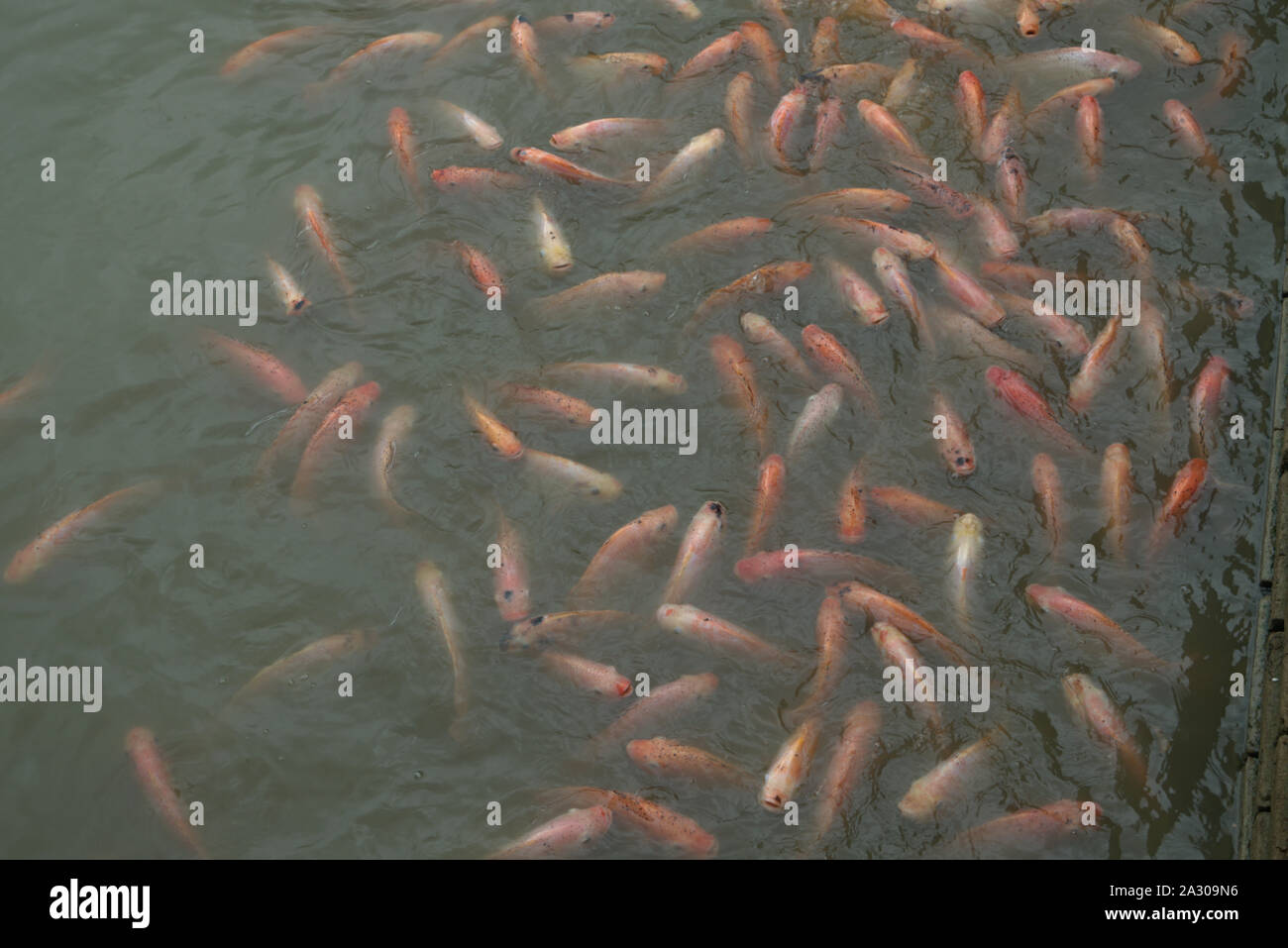 Shoal of goldfish or koi carp Stock Photo