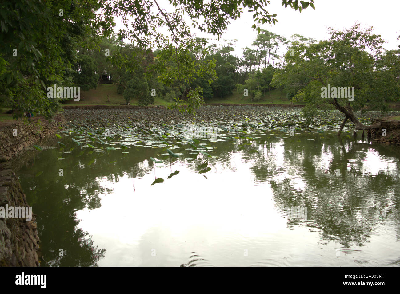 Image of a lotus pond late in the year Stock Photo