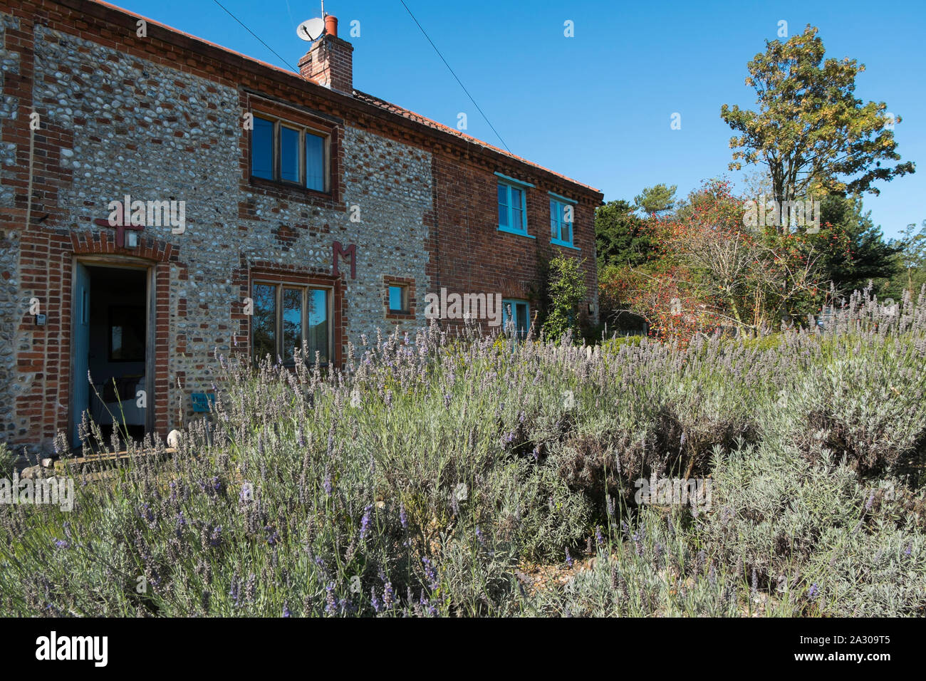 Lavender growing well along the garden path at Marsh Lane cottage, one ...