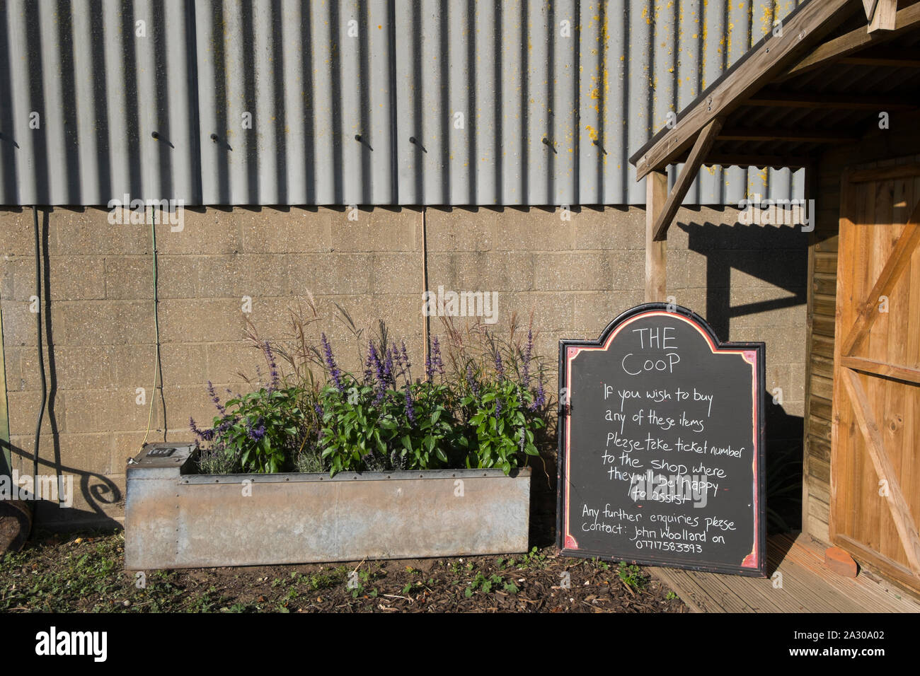 Purple salvias plants in an old metal trough outside The Coop shop at Wiveton Hall Farm, Wiveton, North Norfolk, UK Stock Photo