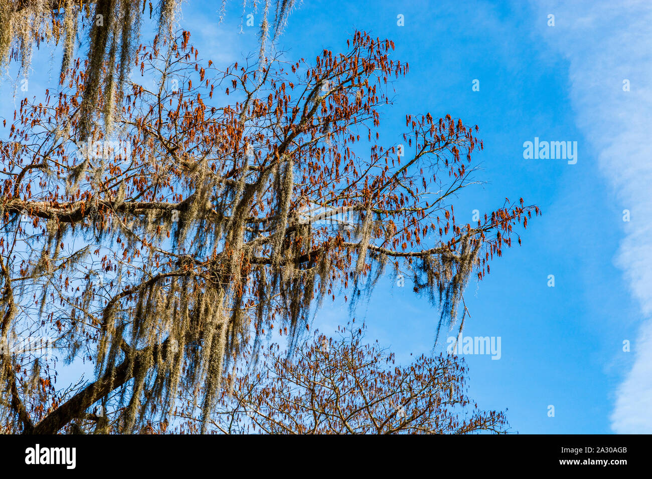 Close-up details of cypress trees branches from the swamps near New Orleans, Louisiana during the autumn season. Stock Photo