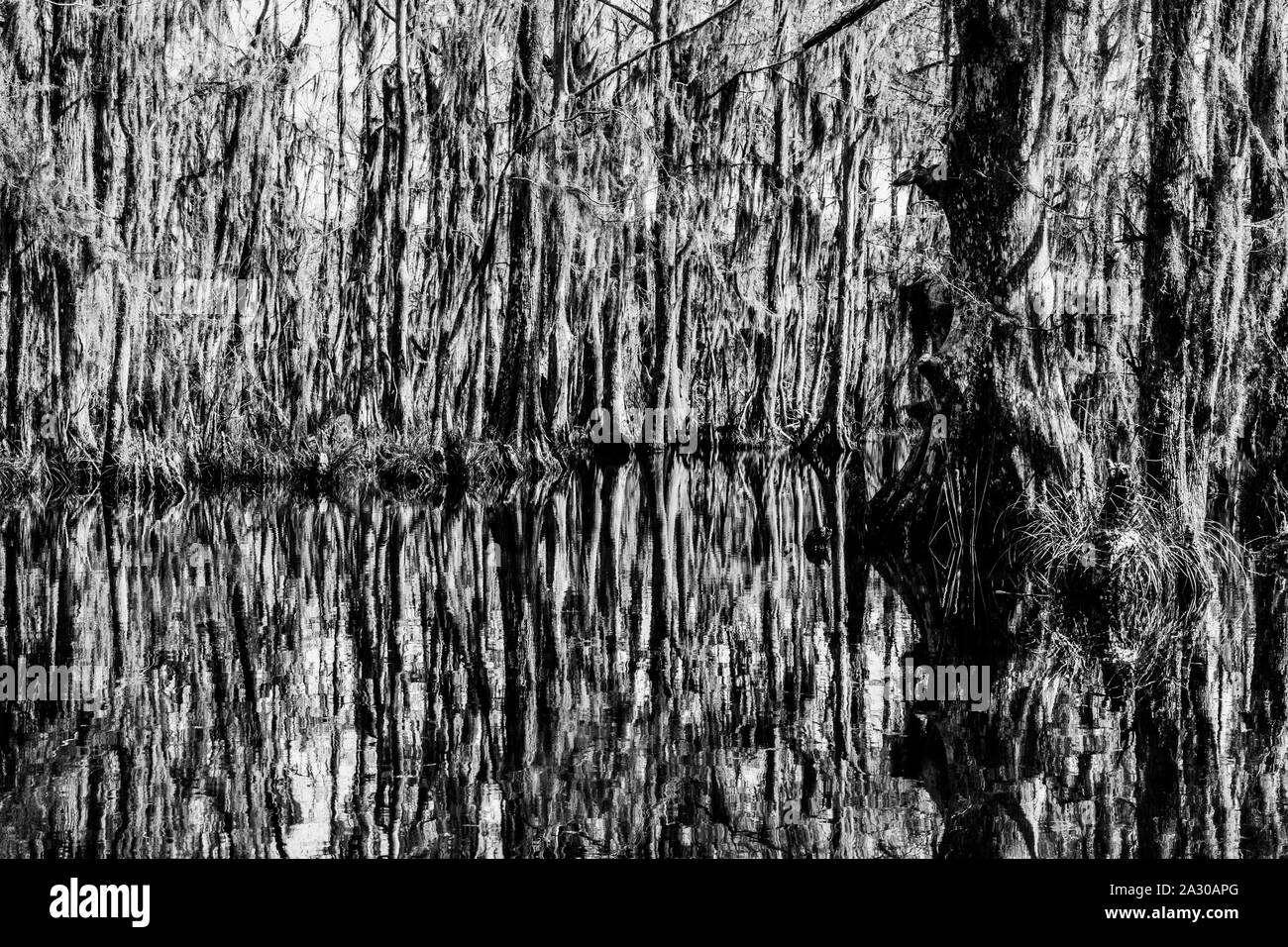 Cypress tree trunks and their water reflections in the swamps near New Orleans, Louisiana in