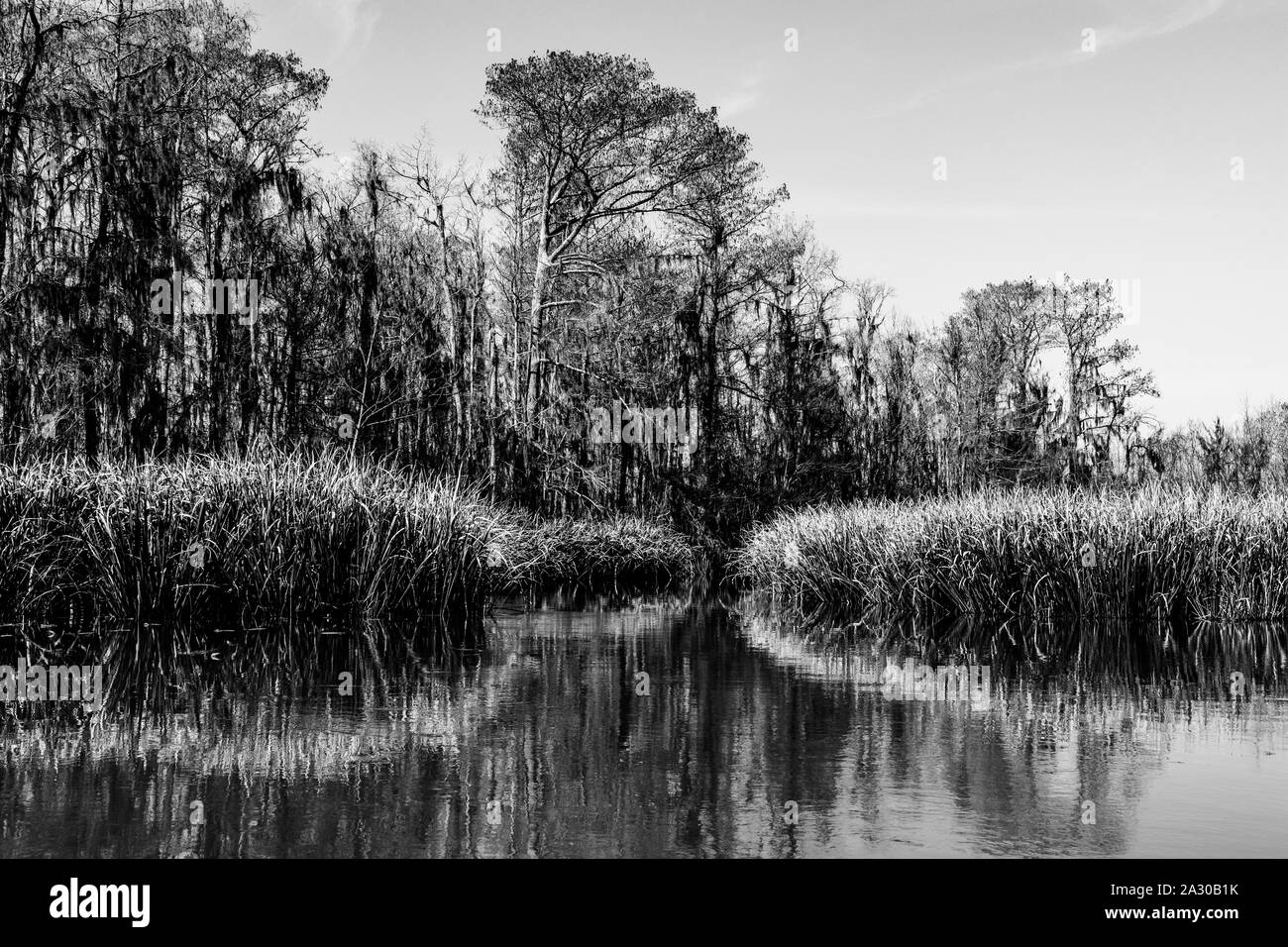 Louisiana Bayou: Reed plants (Phragmites australis) and cypress trees in the swamp wetlands near New Orleans in black and white Stock Photo