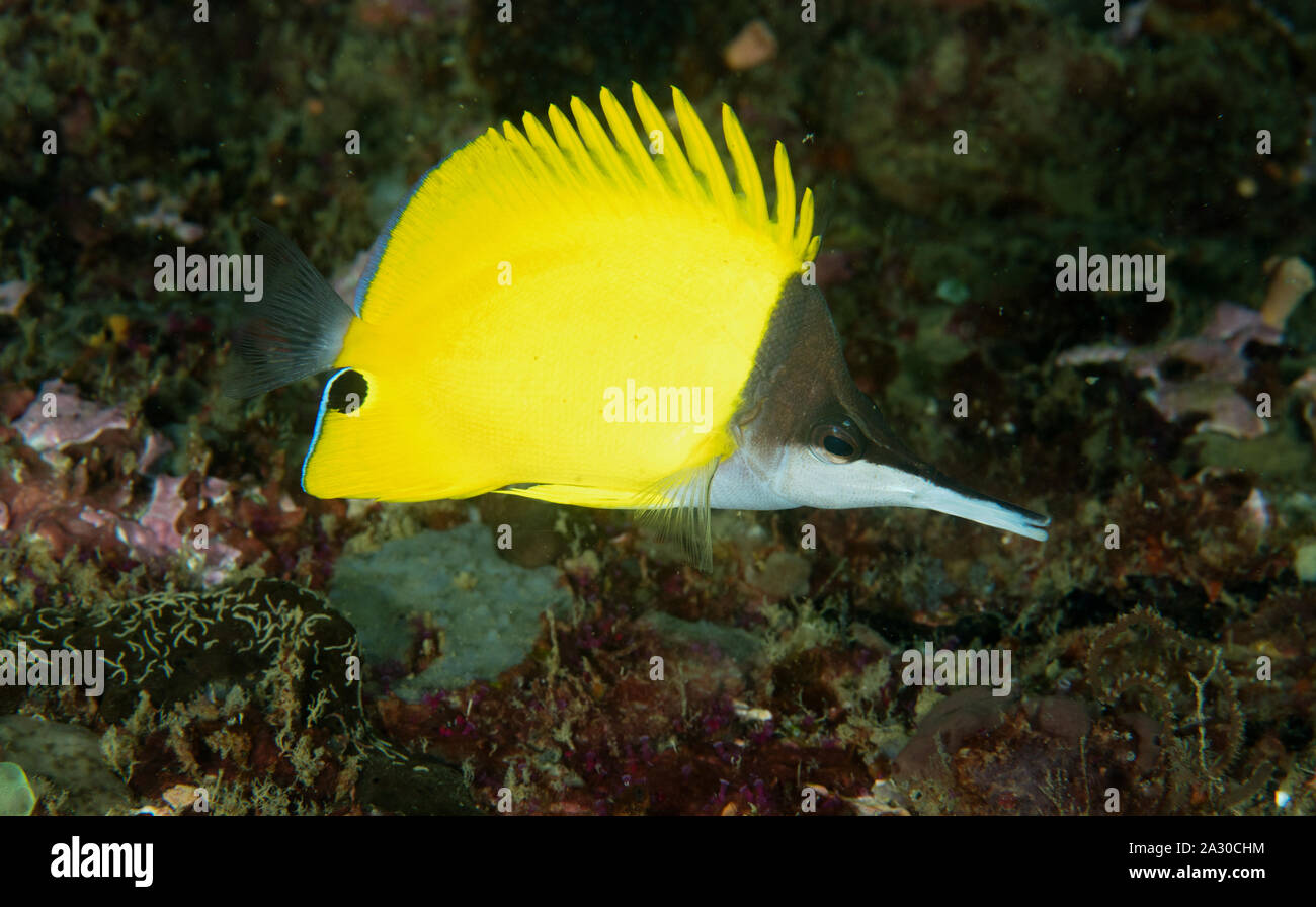 Big longnose butterflyfish, Forcipiger longirostris, Sulawesi Indonesia. Stock Photo