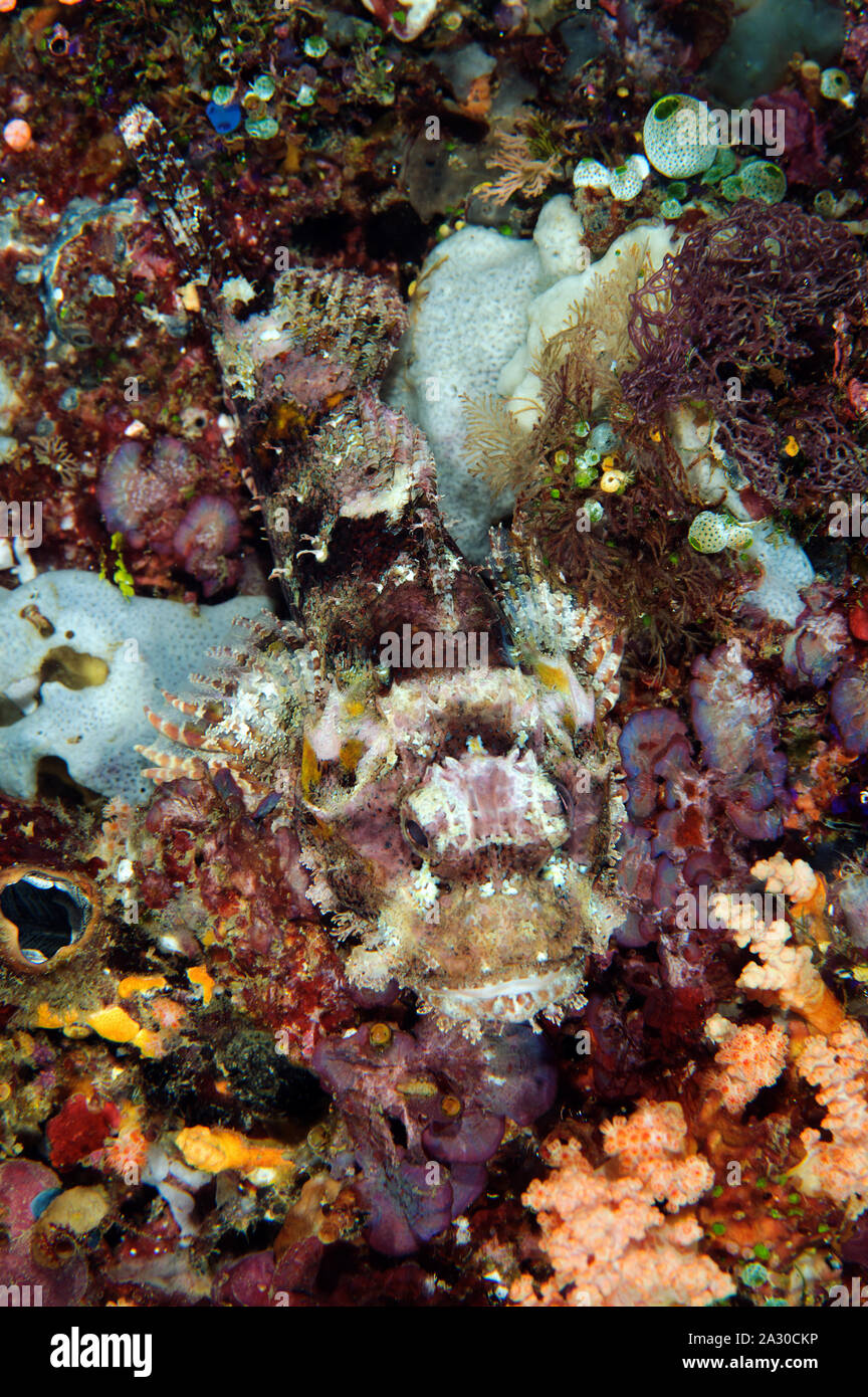 Raggy scorpionfish, Scorpaenopsis venosa, camouflaging in a sponge Sulawesi Indonesia. Stock Photo