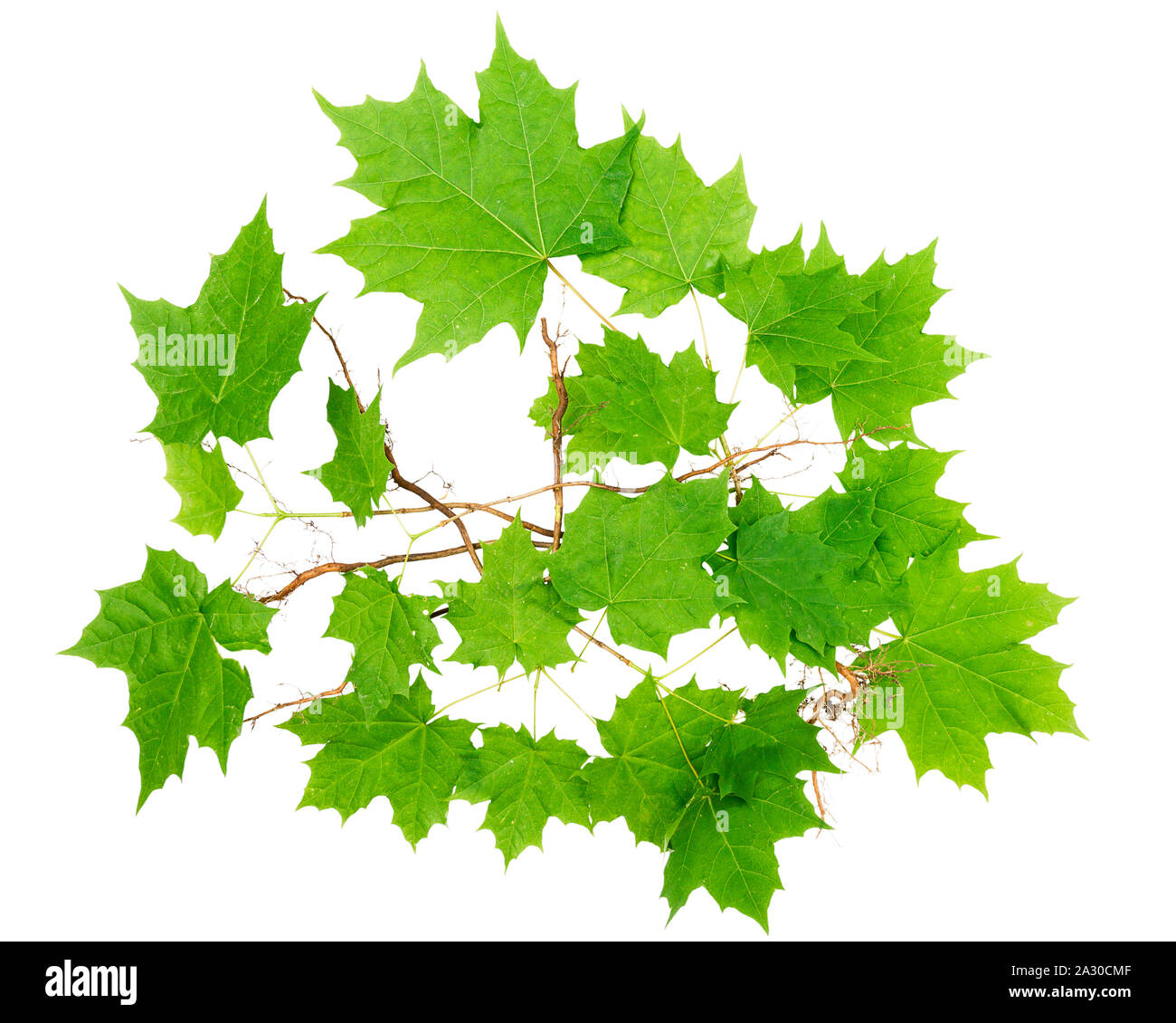 Young maple trees with roots isolated on white background. Stock Photo