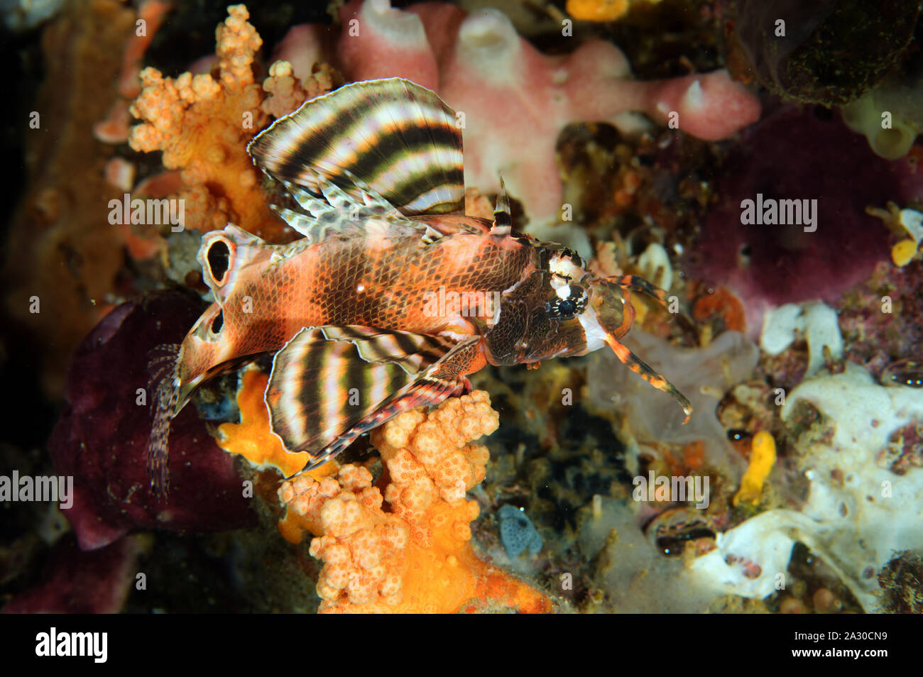 Spotted lionfish, Dendrochirus biocellatus, Sulawesi Indonesia. Stock Photo